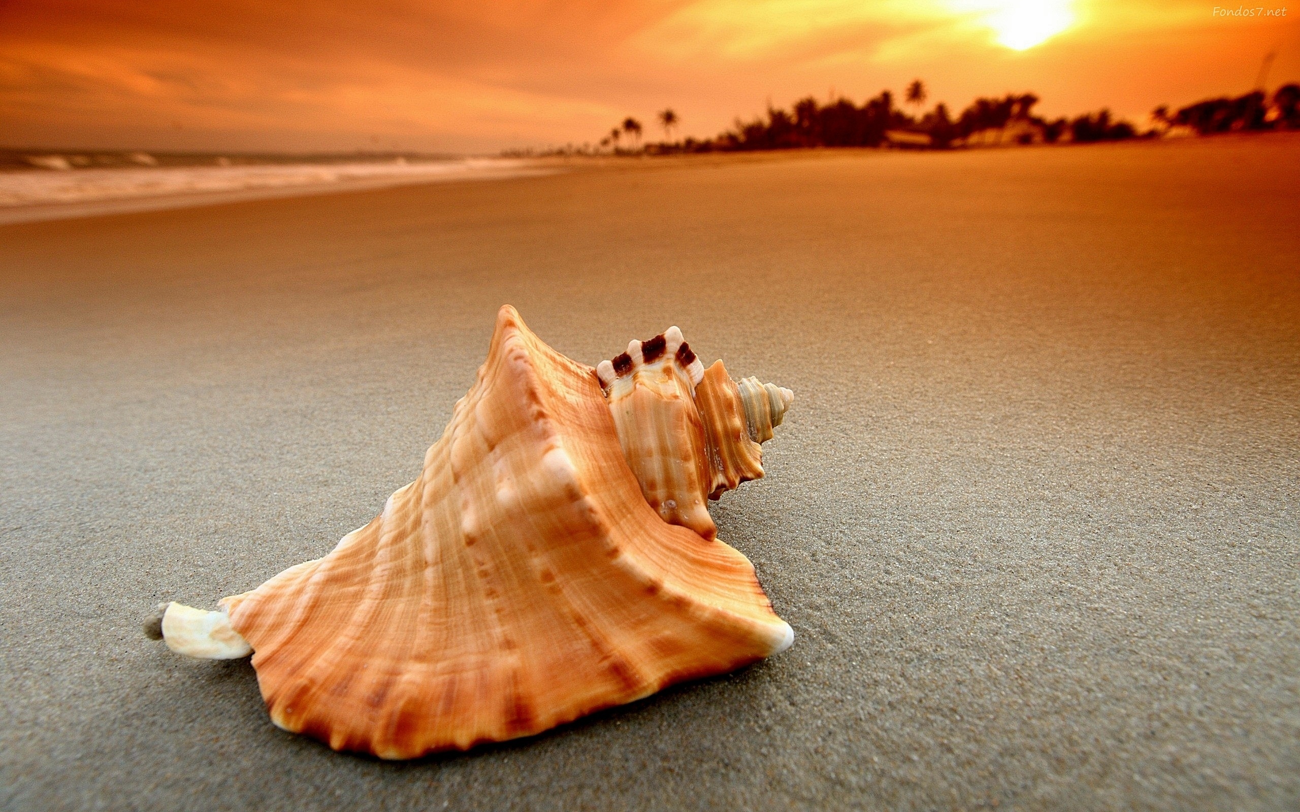 Download mobile wallpaper Earth, Shell for free.