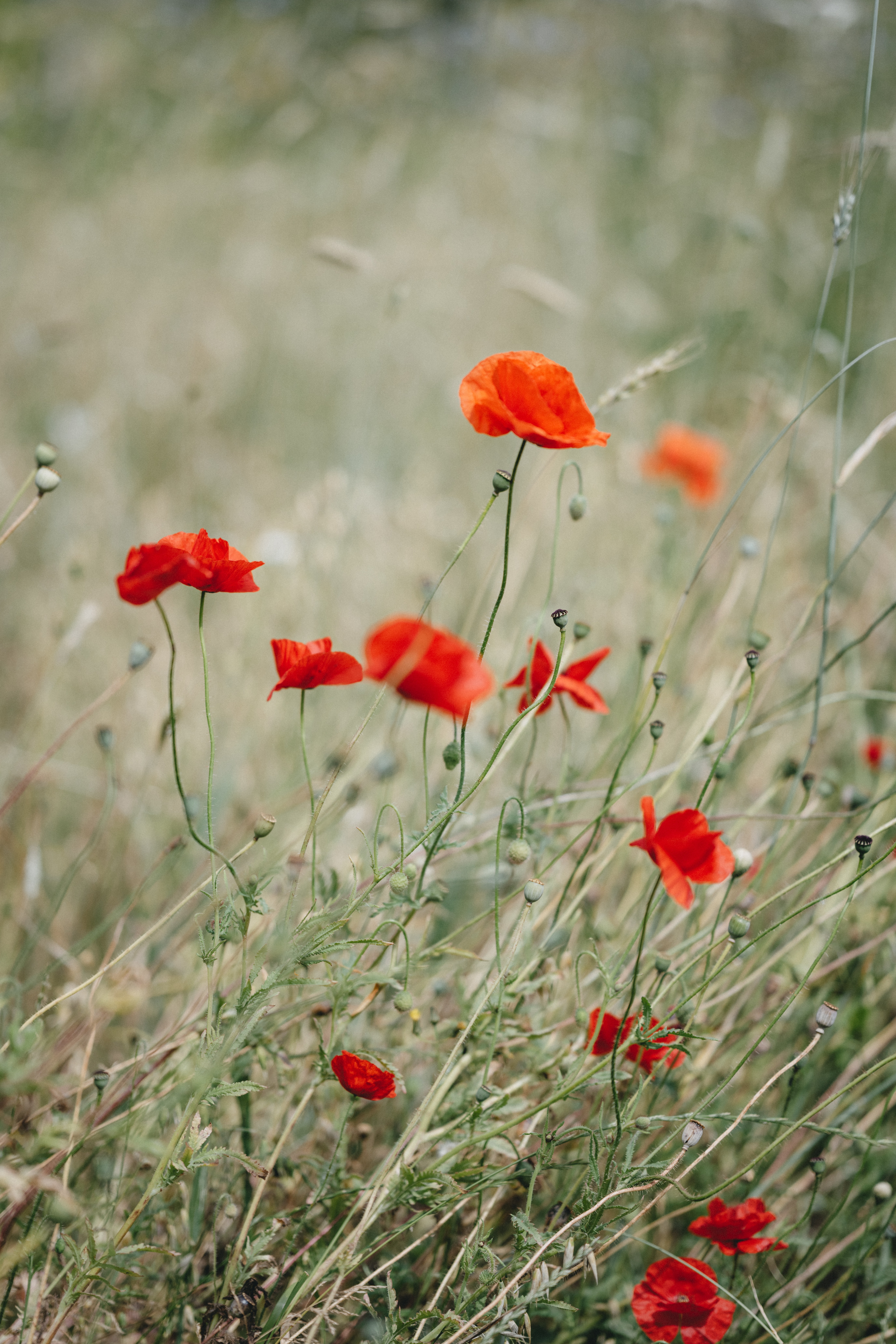 Poppy HD download for free