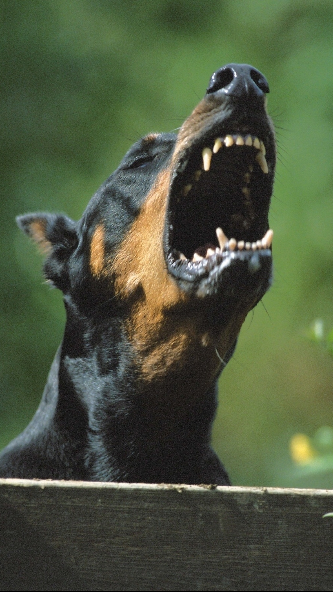 Download mobile wallpaper Dogs, Animal, Doberman Pinscher for free.