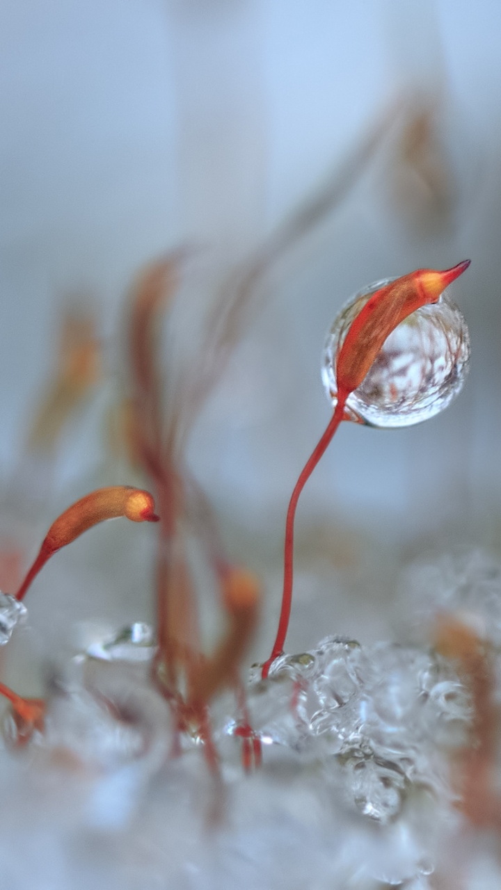 Download mobile wallpaper Plant, Macro, Blur, Earth, Water Drop for free.