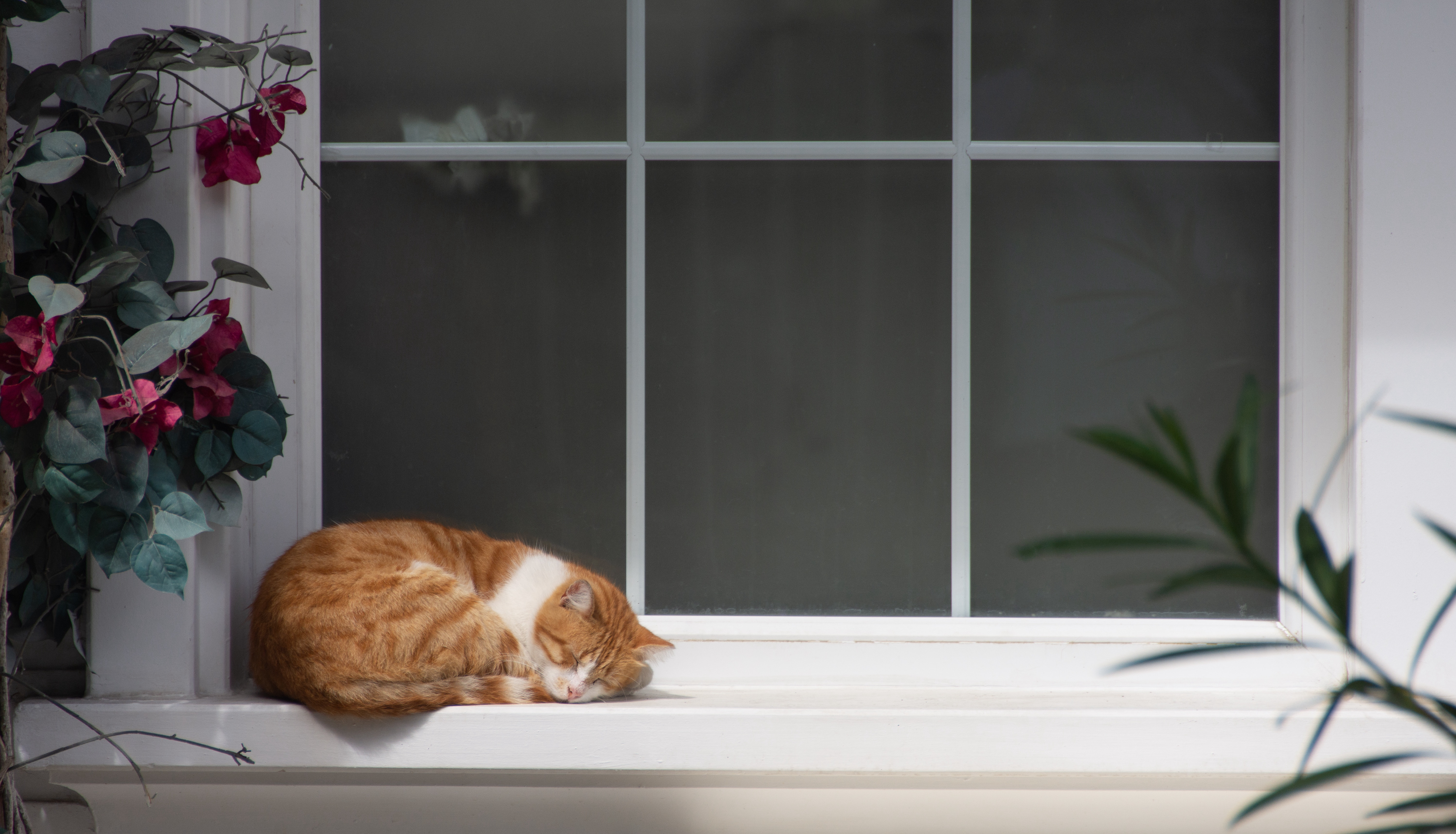 Wallpaper Full HD cat, windowsill, animals, flowers, relaxation, rest, sleep, dream, window sill