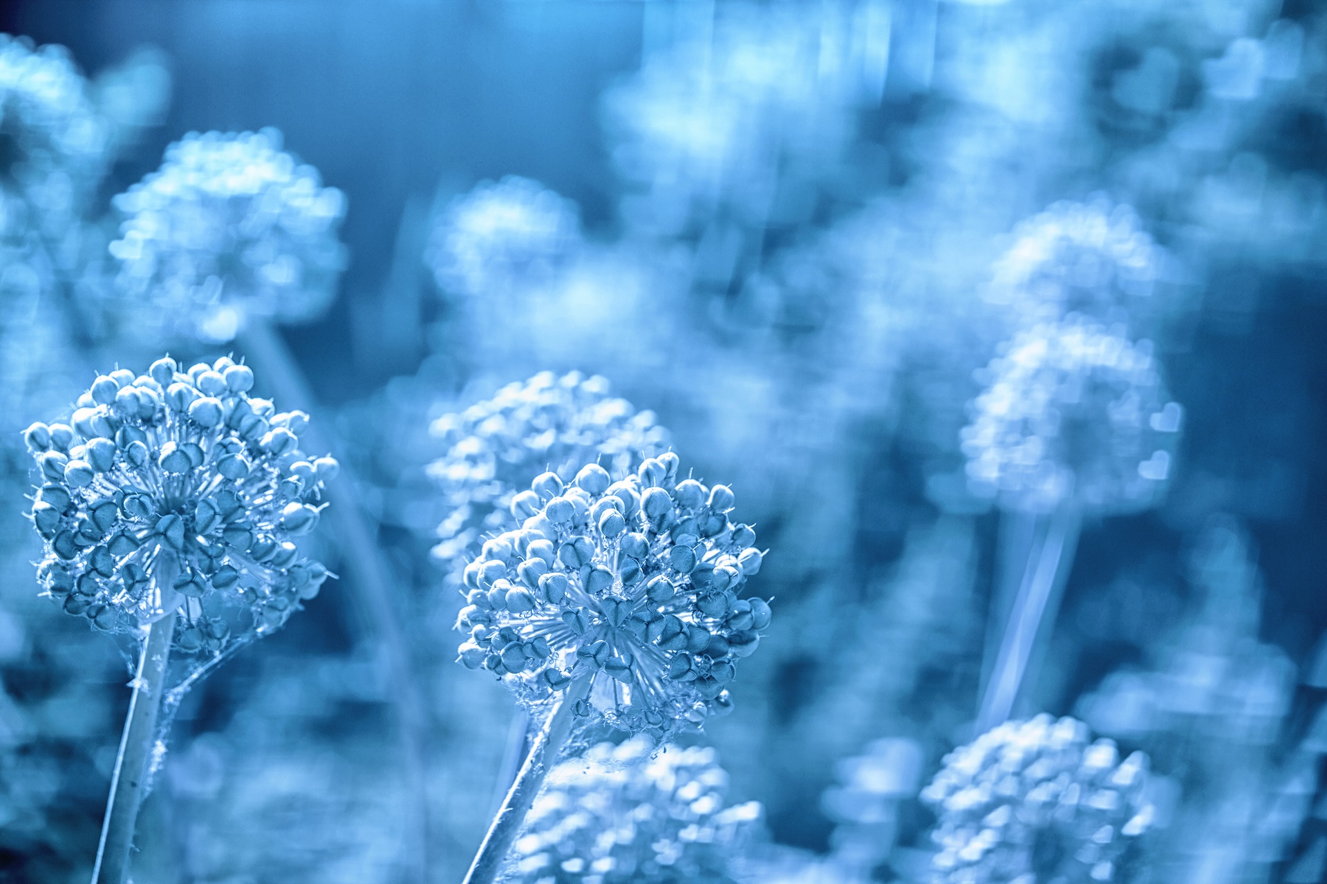 Free download wallpaper Flowers, Flower, Earth, Bokeh on your PC desktop