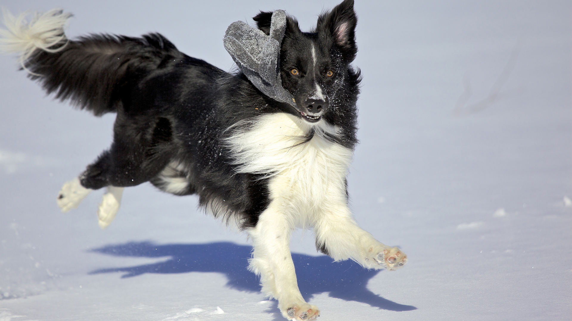 Handy-Wallpaper Hunde, Hund, Tiere kostenlos herunterladen.