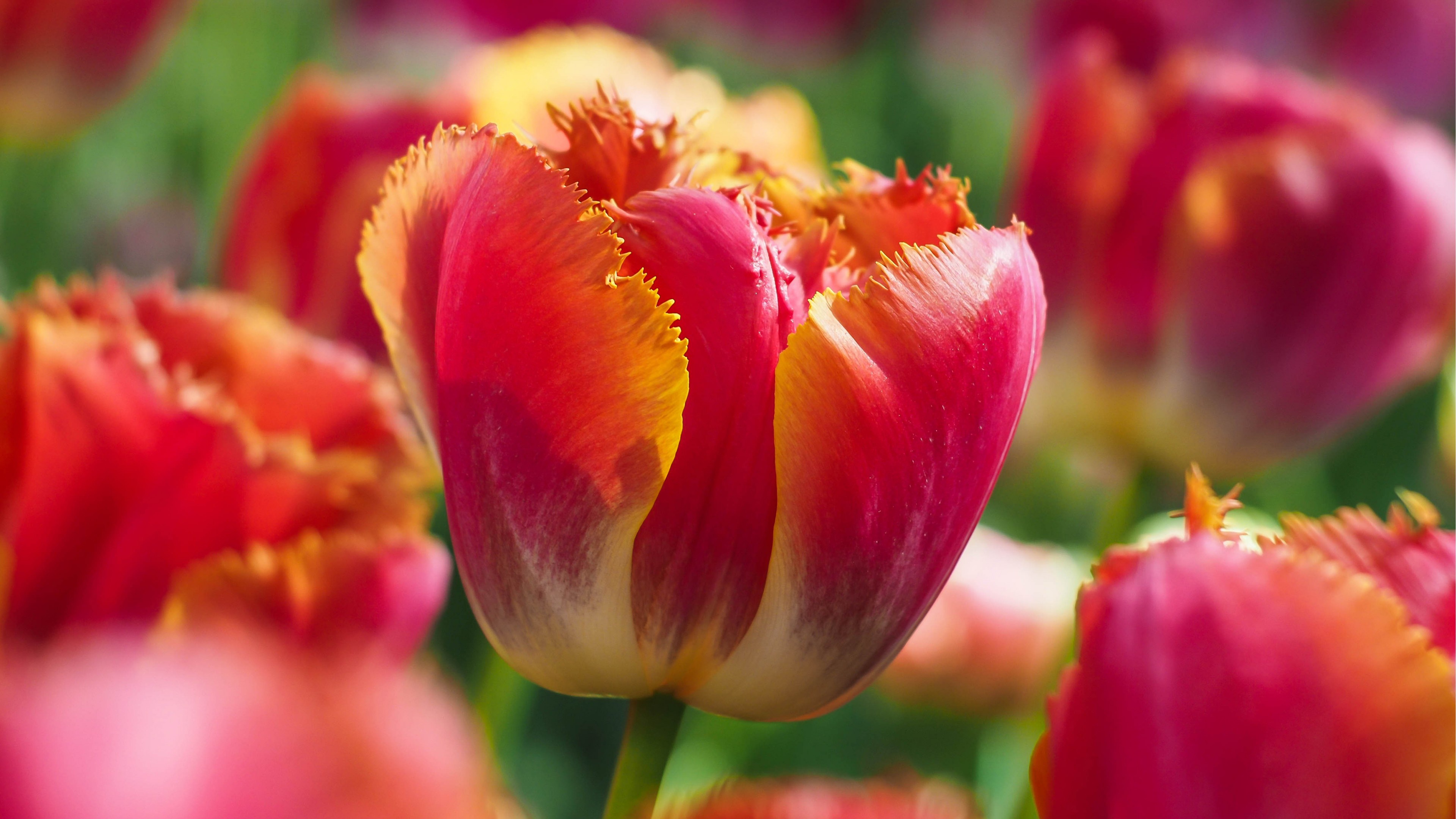 Download mobile wallpaper Flowers, Macro, Earth, Spring, Tulip for free.