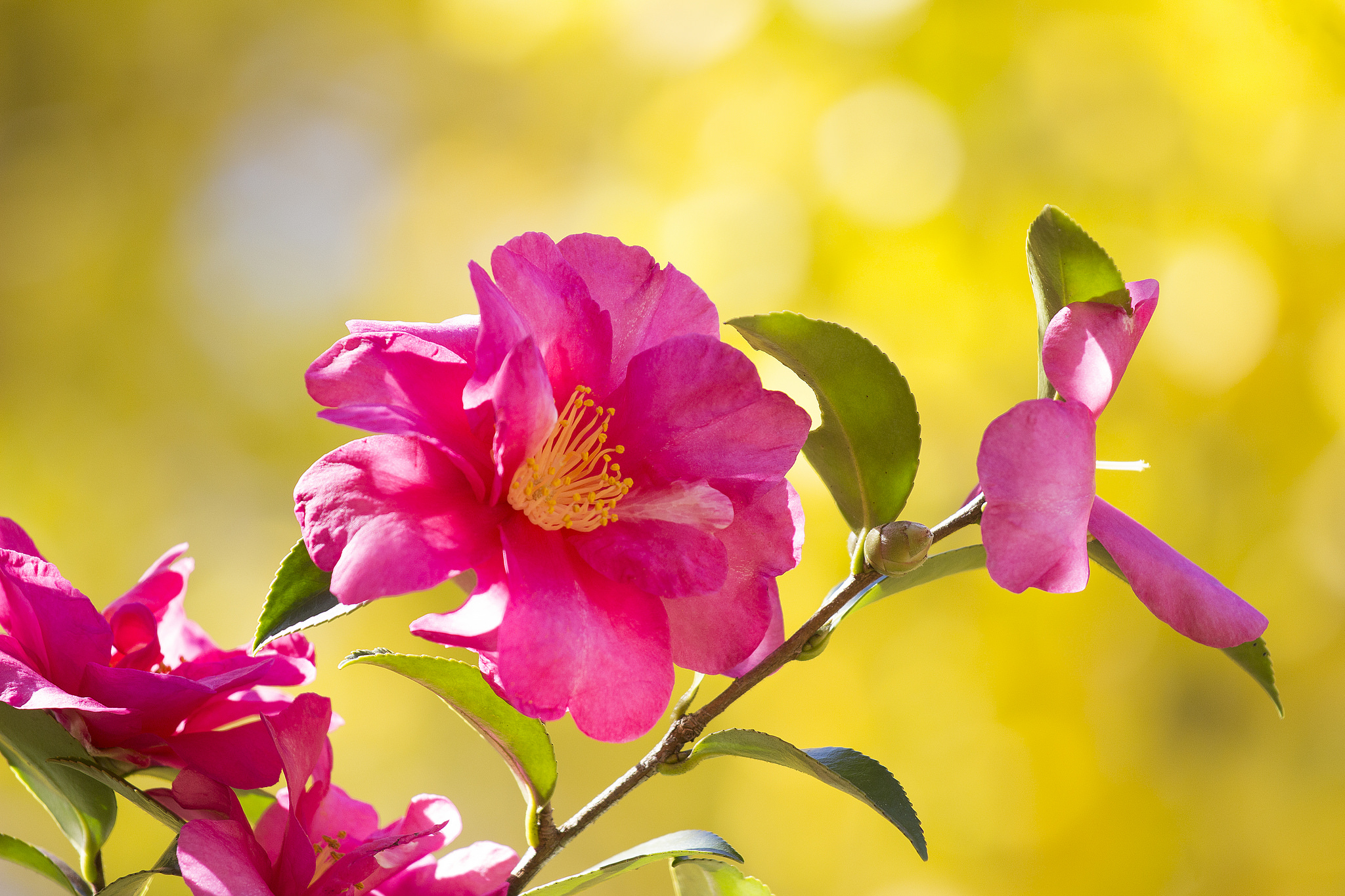 Descarga gratuita de fondo de pantalla para móvil de Flores, Flor, Flor Rosa, Hoja, Rama, Tierra/naturaleza.