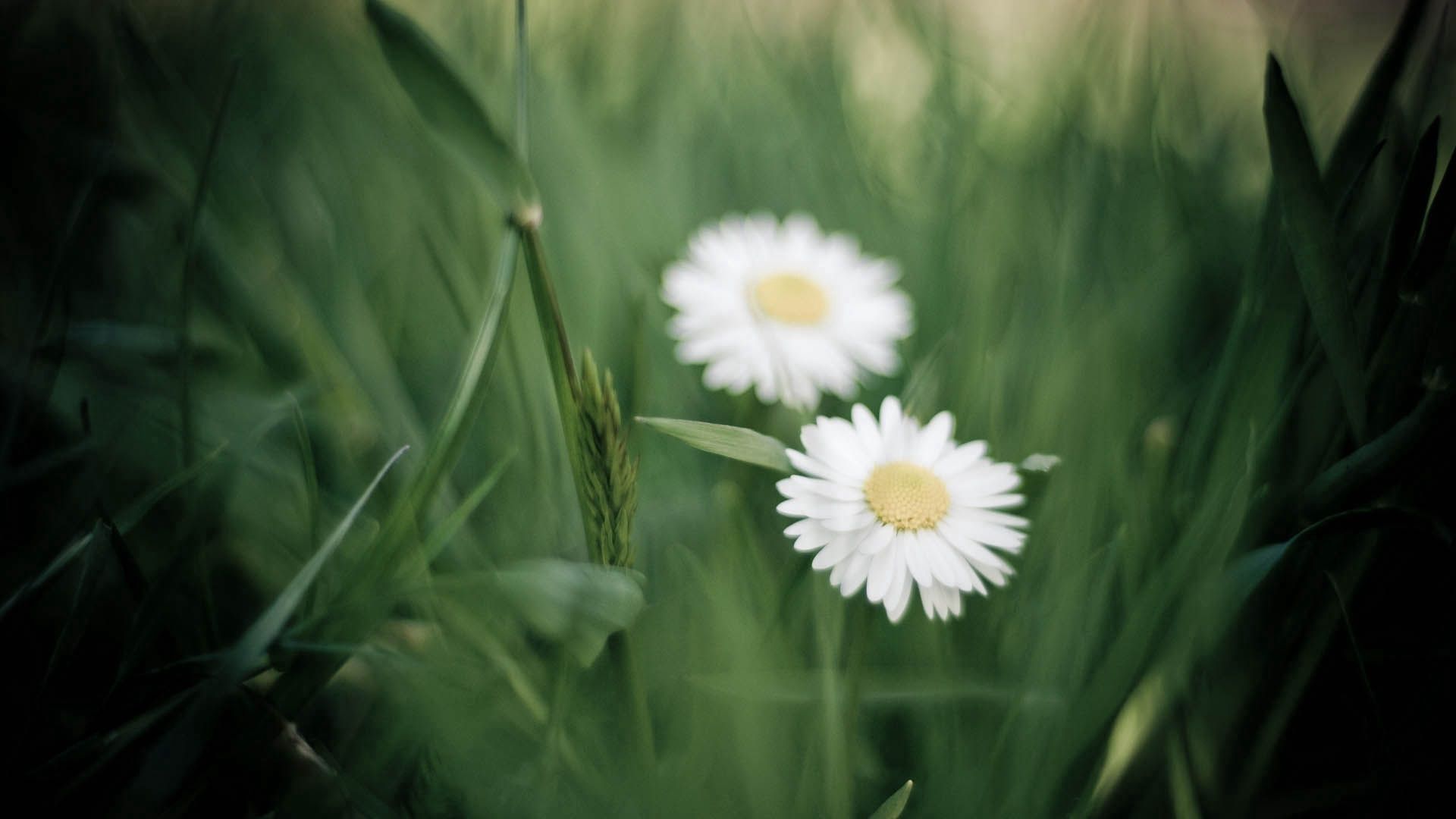 Laden Sie das Kamille, Makro, Blumen, Blütenblätter-Bild kostenlos auf Ihren PC-Desktop herunter