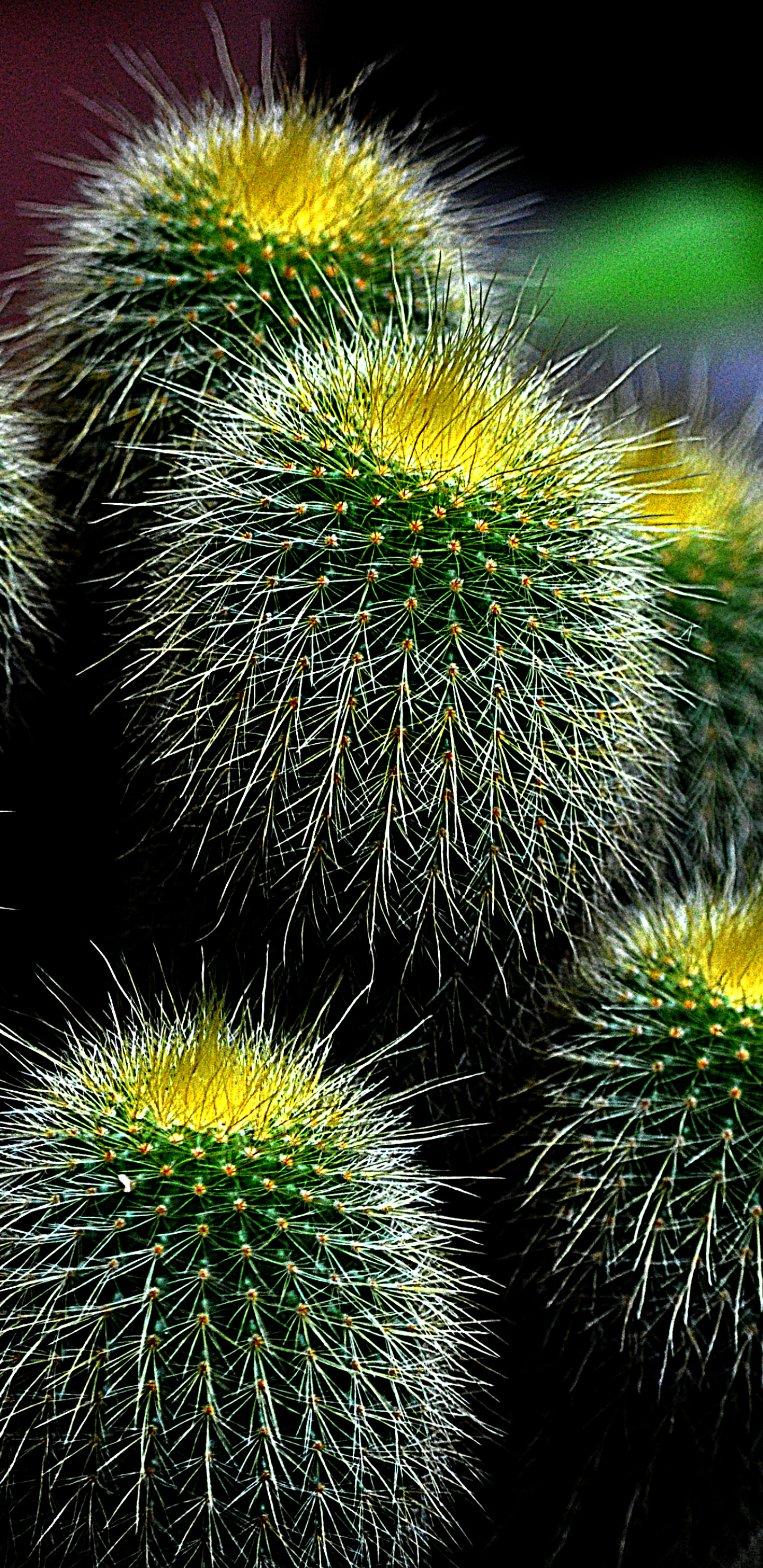 Download mobile wallpaper Earth, Cactus, Greenery for free.