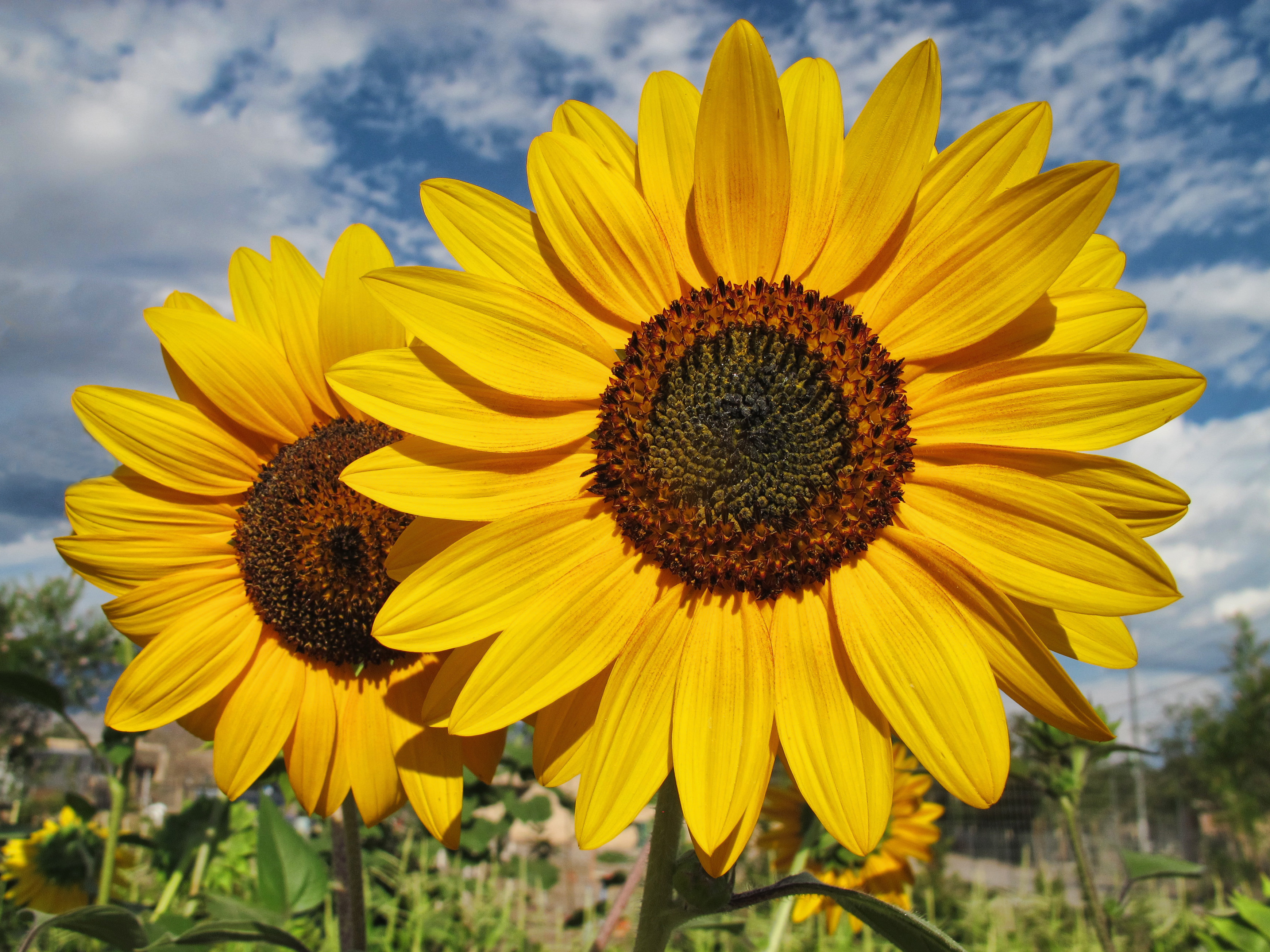 Free download wallpaper Nature, Flowers, Flower, Earth, Sunflower, Yellow Flower on your PC desktop