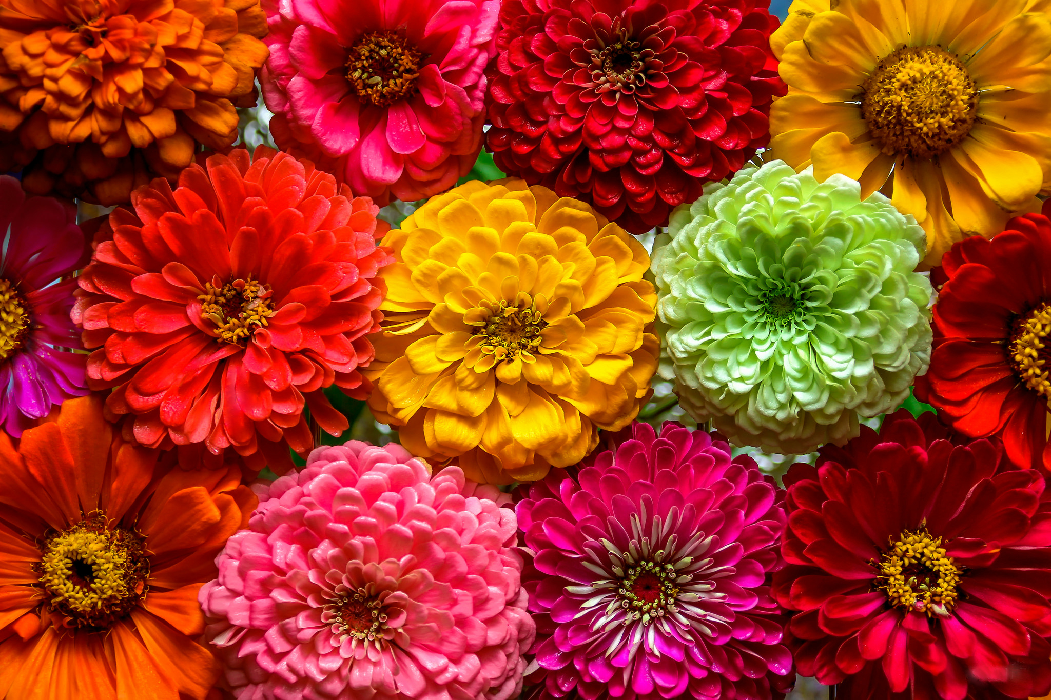Baixar papel de parede para celular de Flores, Flor, Cores, Colorido, Dália, Flor Amarela, Flor Roxa, Flor Vermelha, Terra/natureza gratuito.