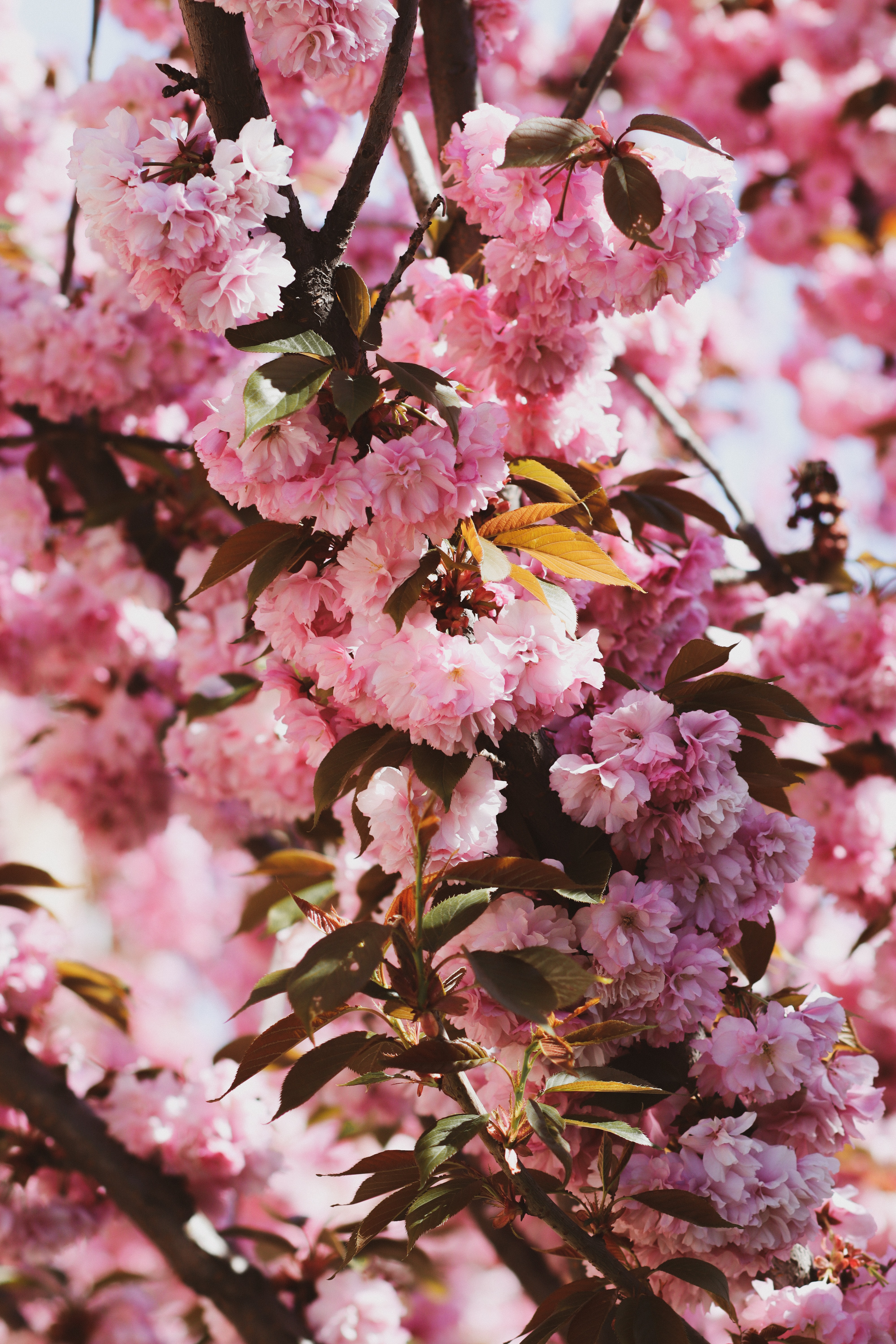 branches, flowering, sakura, flowers, bloom wallpaper for mobile