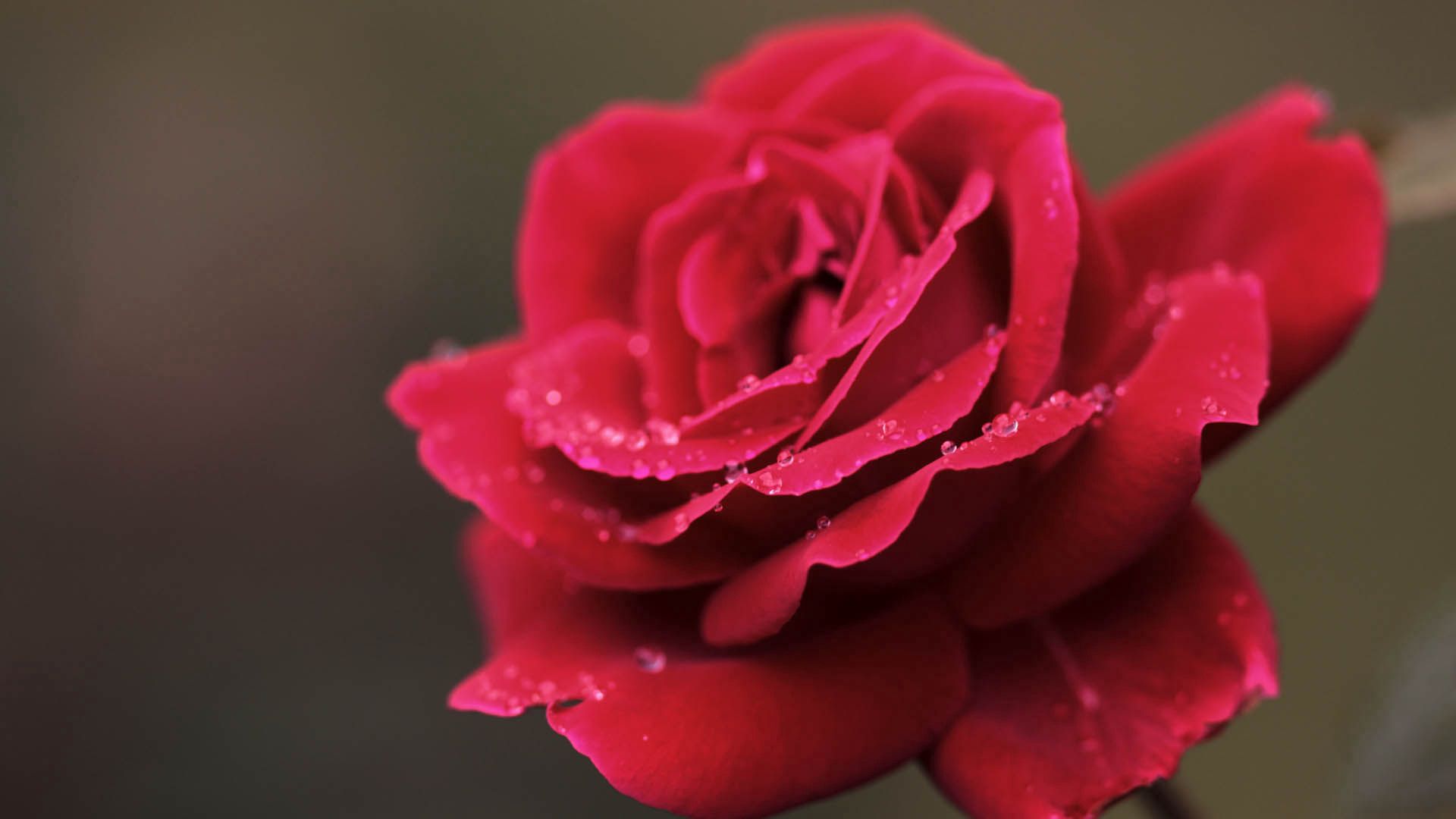 Laden Sie das Makro, Rose, Blütenblätter, Drops-Bild kostenlos auf Ihren PC-Desktop herunter