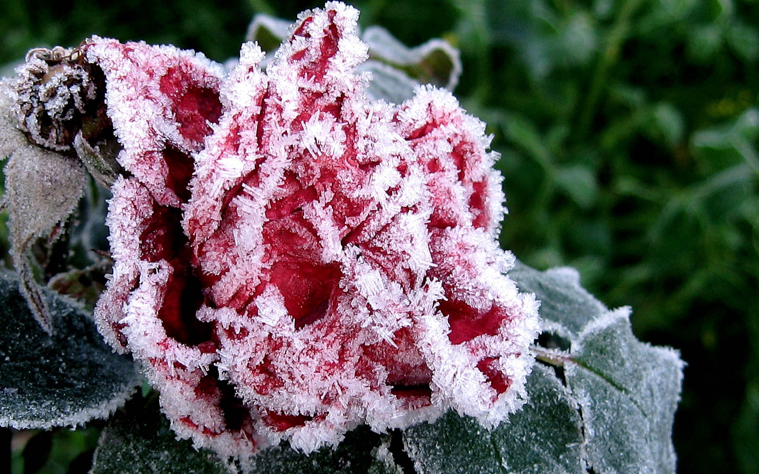 Download mobile wallpaper Frost, Hoarfrost, Autumn, Flower, Ice, Nature, Garden for free.
