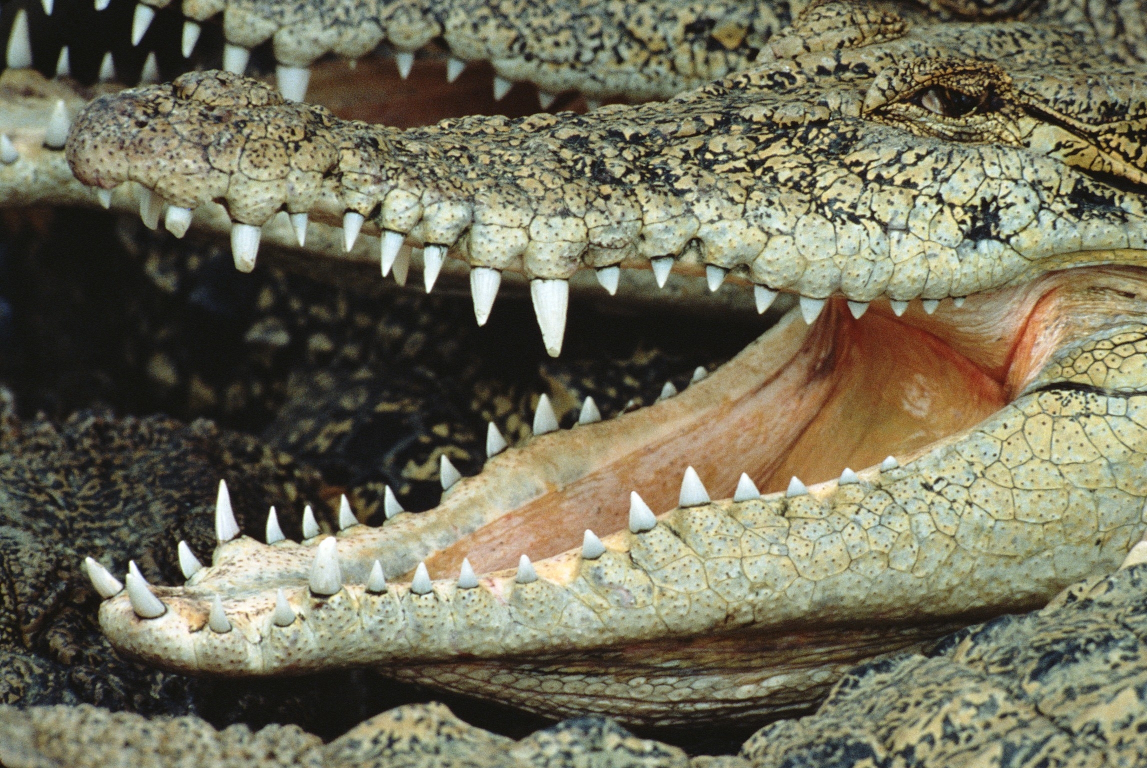 animals, grin, muzzle, to fall, mouth, crocodile cellphone