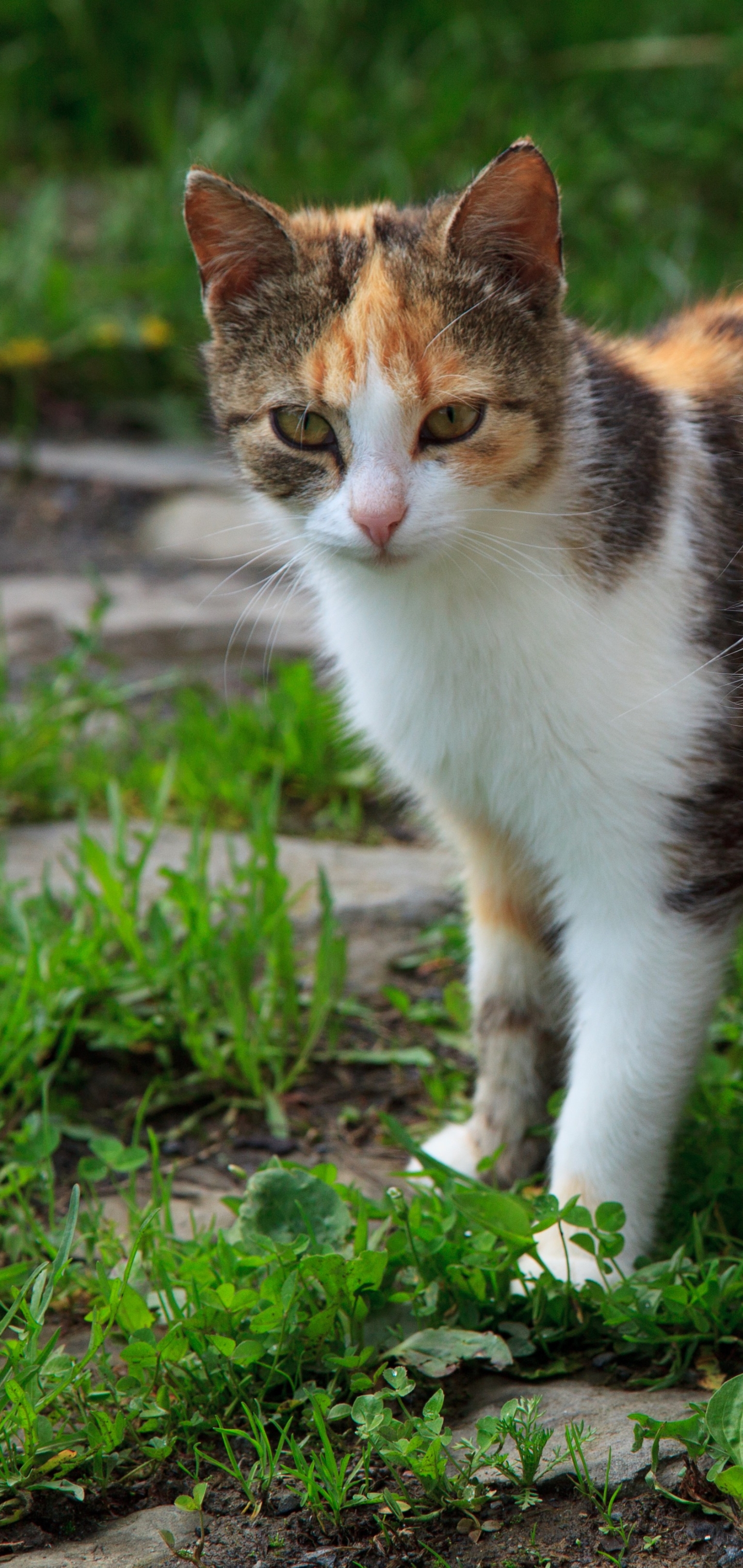 Handy-Wallpaper Tiere, Katzen, Katze kostenlos herunterladen.