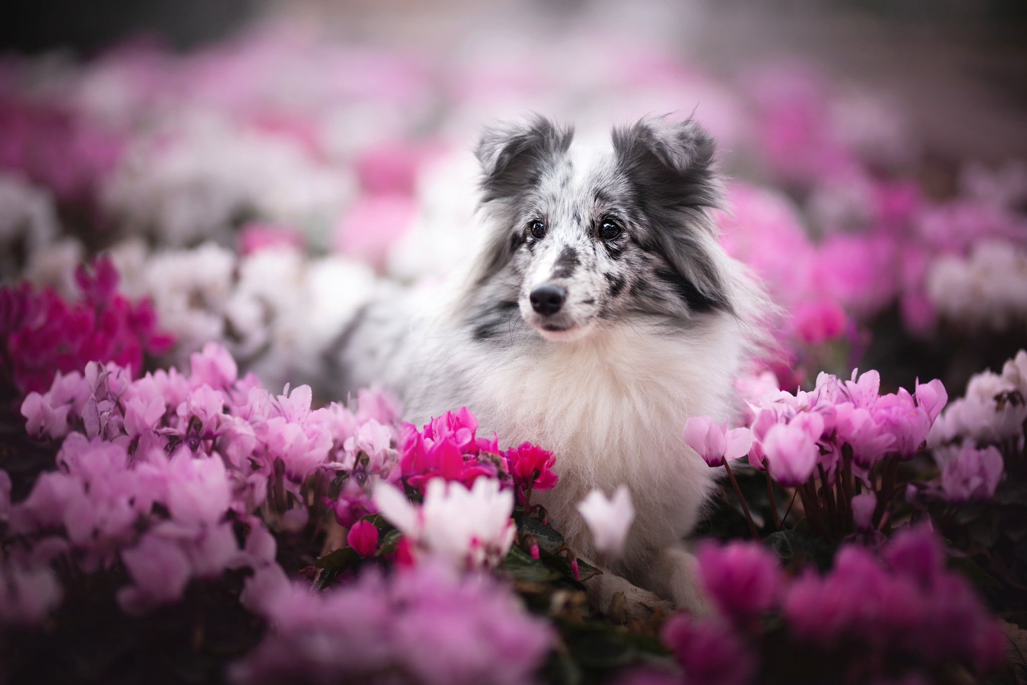 Download mobile wallpaper Dogs, Flower, Dog, Animal, Shetland Sheepdog for free.