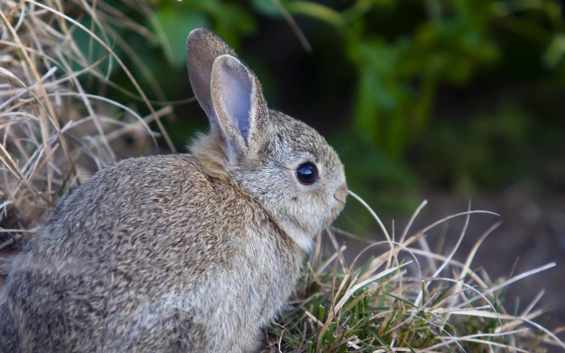 Download mobile wallpaper Animal, Rabbit for free.