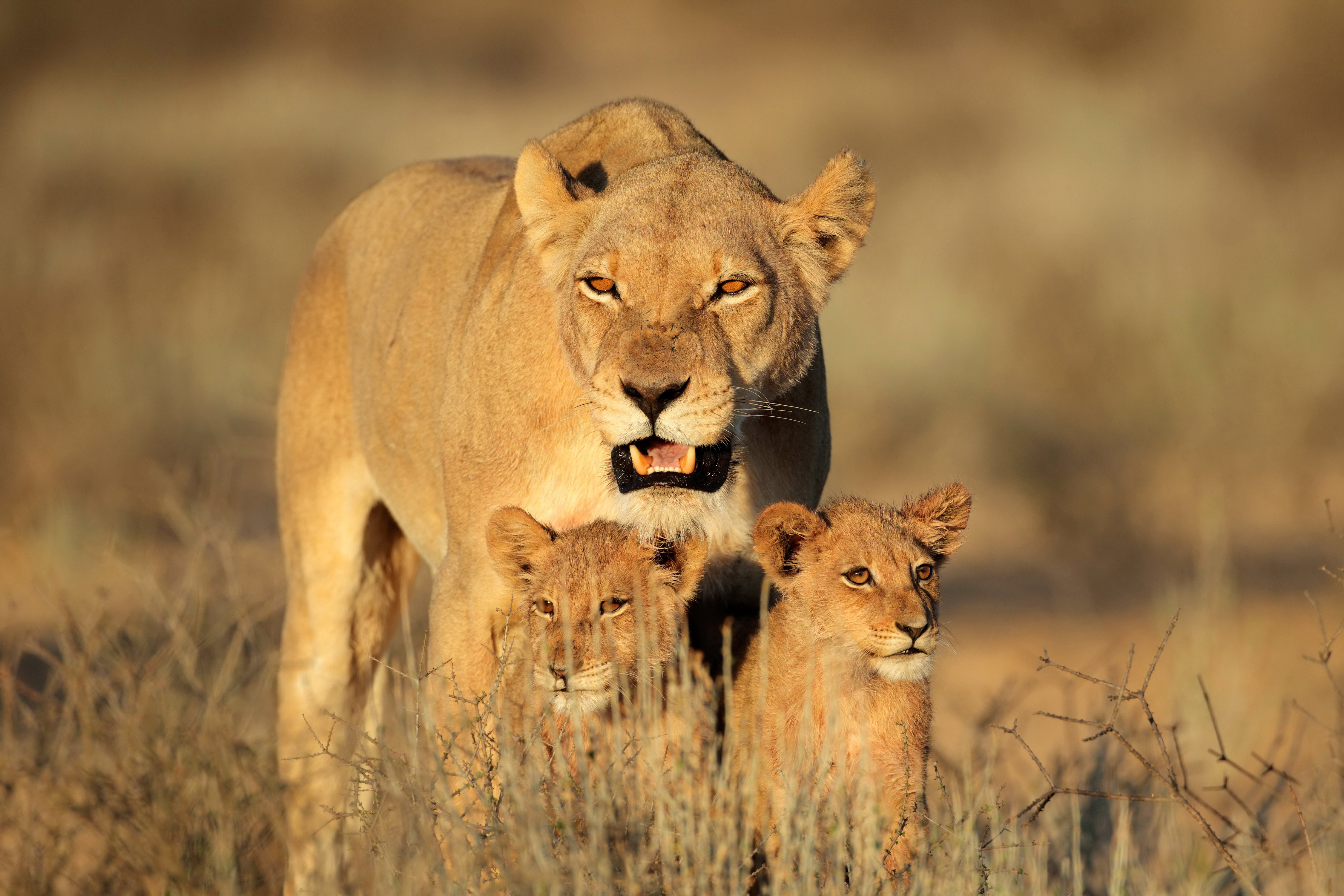 Free download wallpaper Cats, Lion, Animal, Baby Animal, Depth Of Field, Cub on your PC desktop
