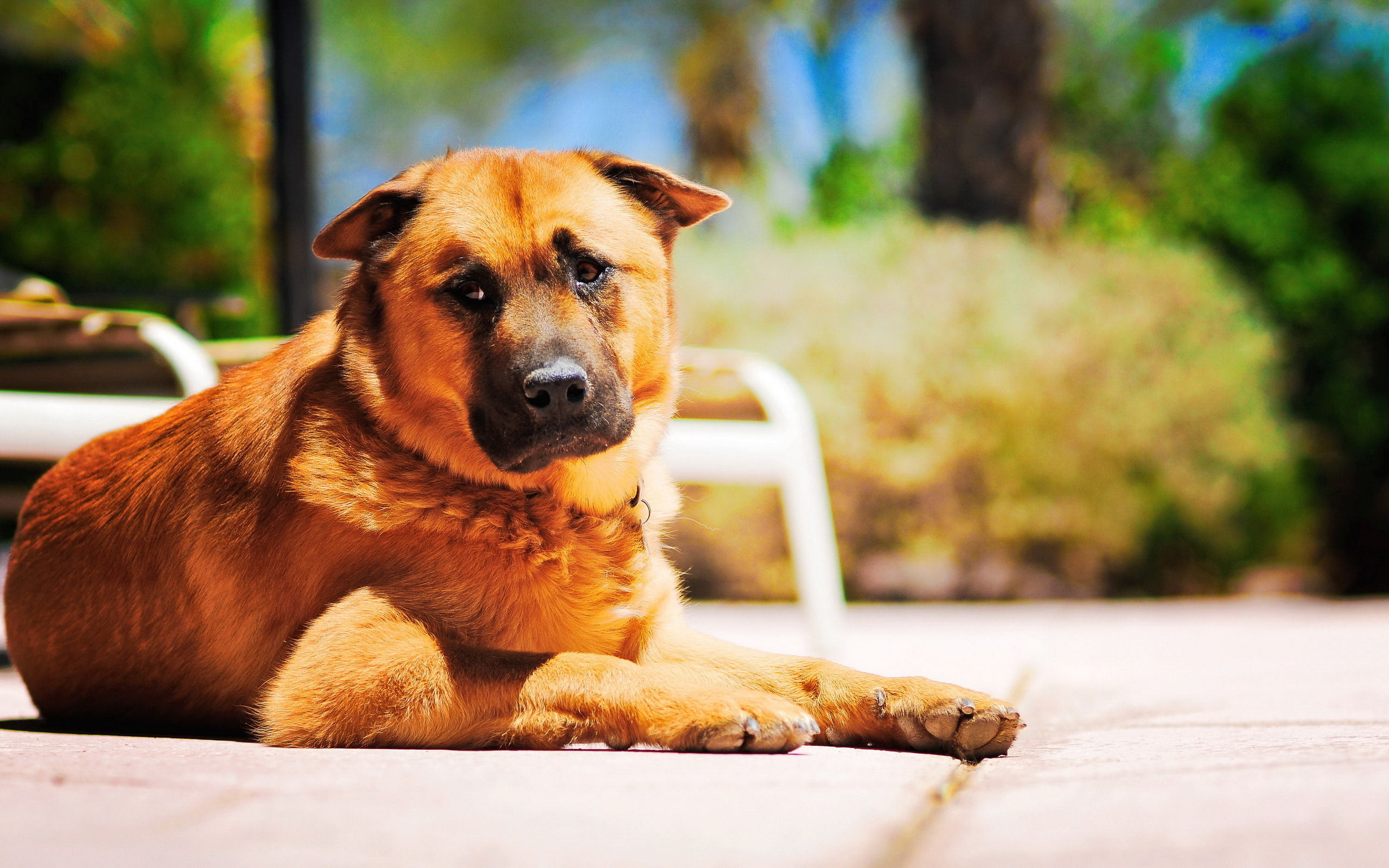 PCデスクトップに犬, 動物画像を無料でダウンロード