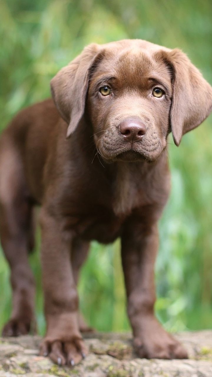 Download mobile wallpaper Dogs, Animal, Puppy, Cute, Labrador Retriever, Baby Animal for free.