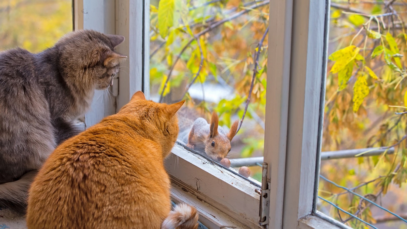 Descarga gratuita de fondo de pantalla para móvil de Animales, Gato.