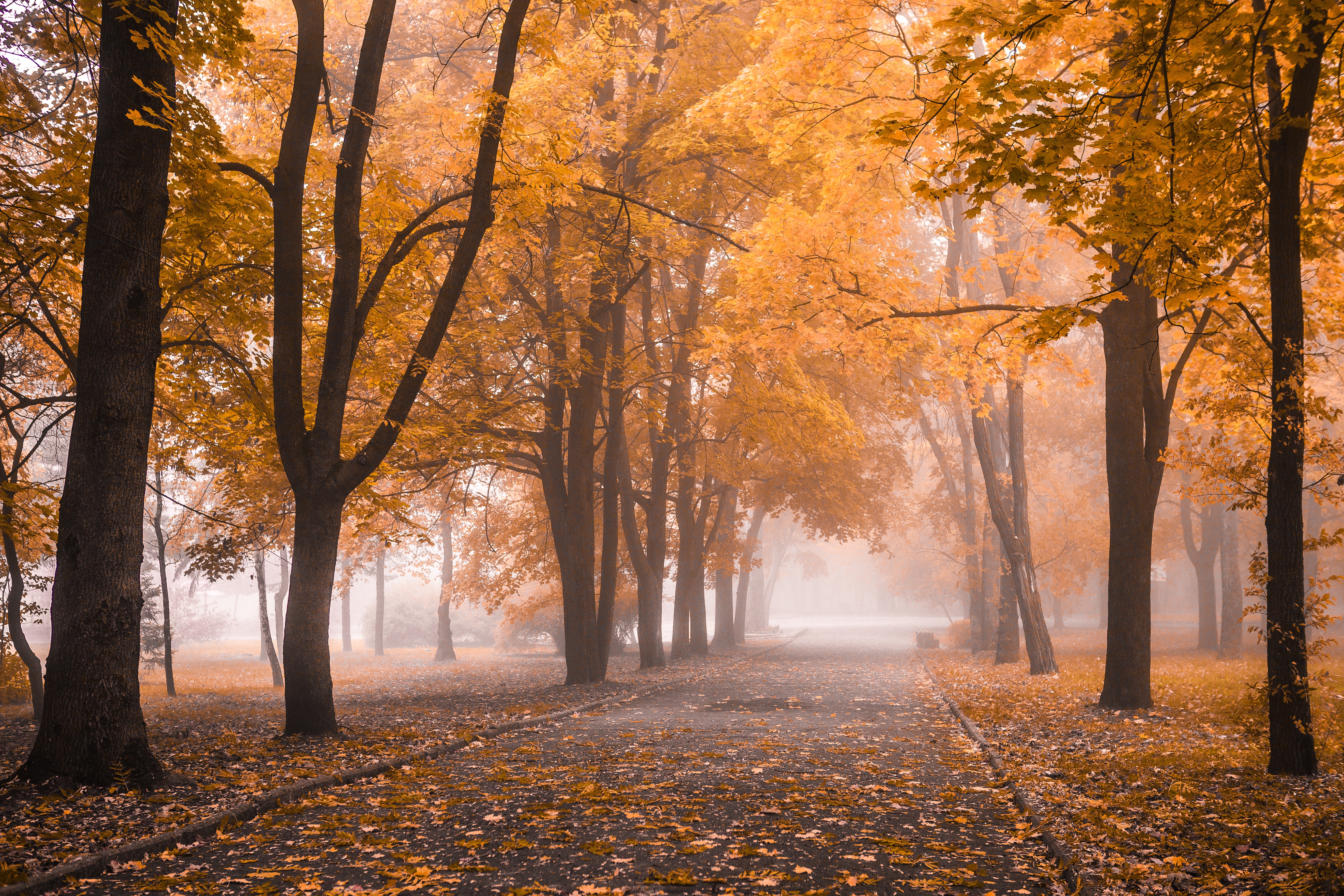 Download mobile wallpaper Nature, Park, Tree, Fog, Fall, Path, Photography for free.