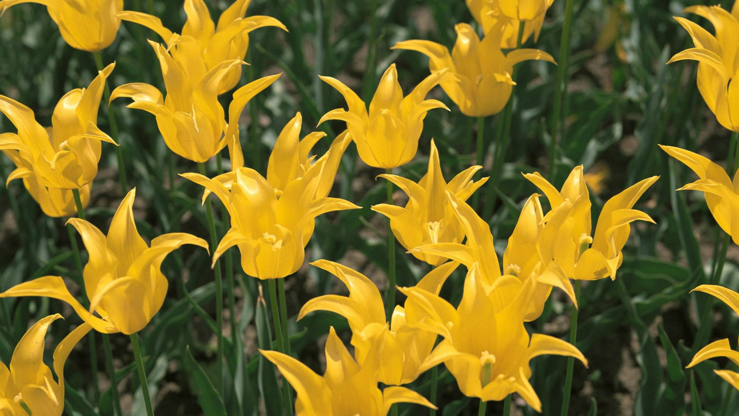 Téléchargez gratuitement l'image Fleurs, Tulipe, Terre/nature sur le bureau de votre PC