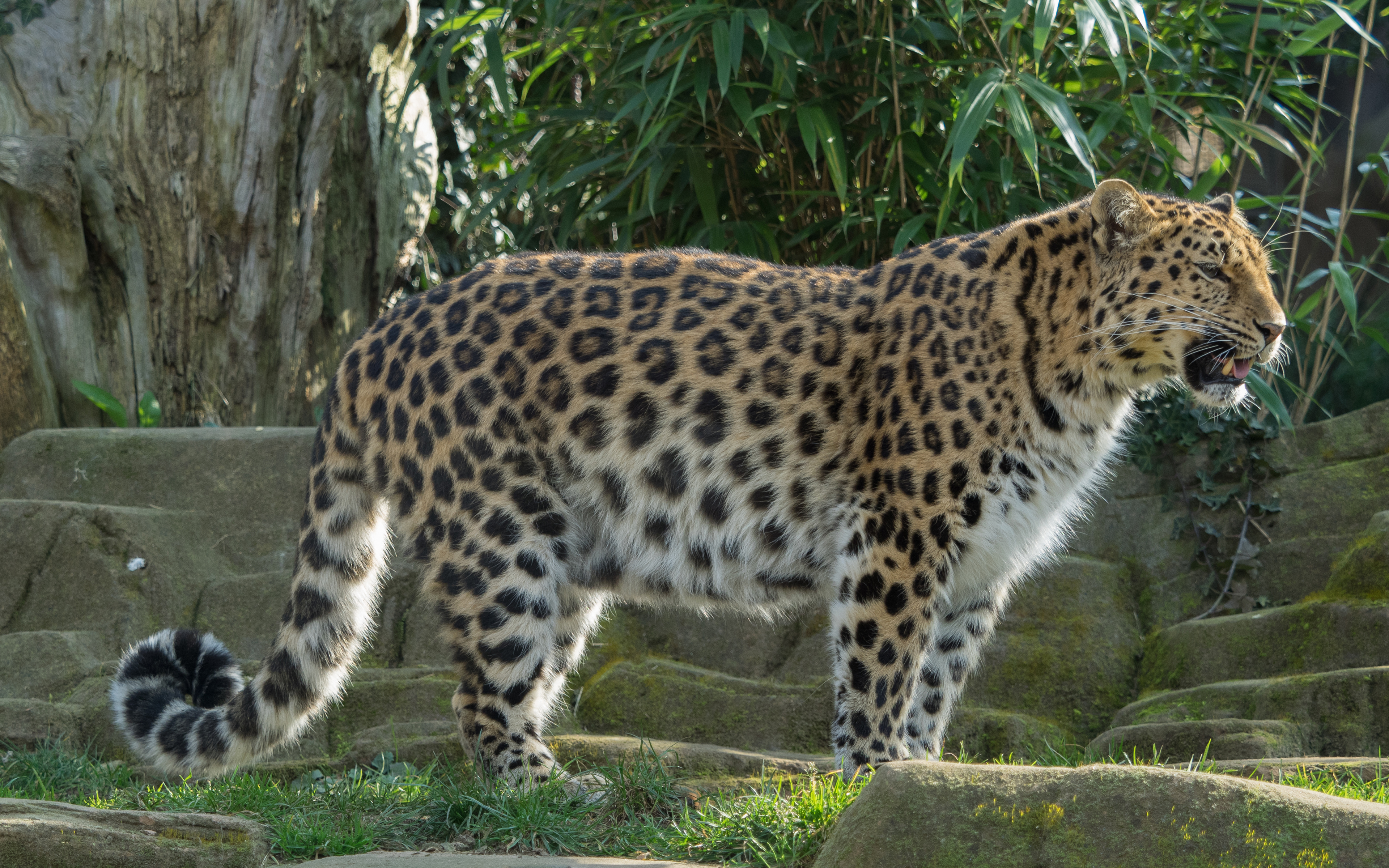 Descarga gratuita de fondo de pantalla para móvil de Animales, Gatos, Leopardo.