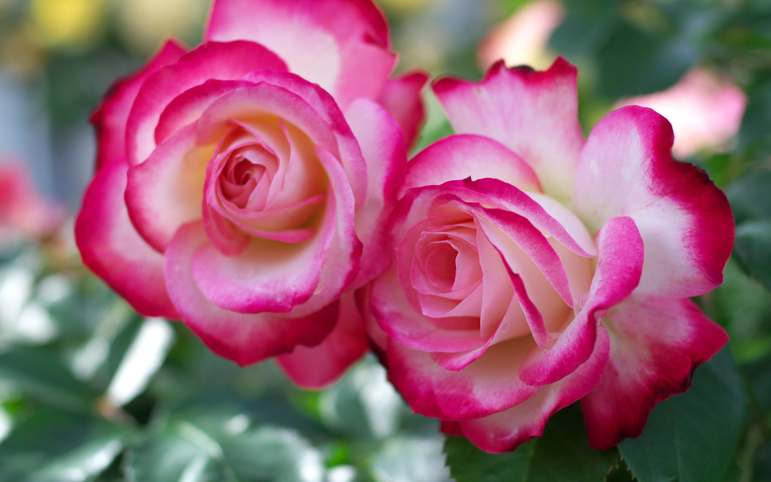 Téléchargez gratuitement l'image Fleurs, Rose, Fleur, Terre/nature, Fleur Rose sur le bureau de votre PC