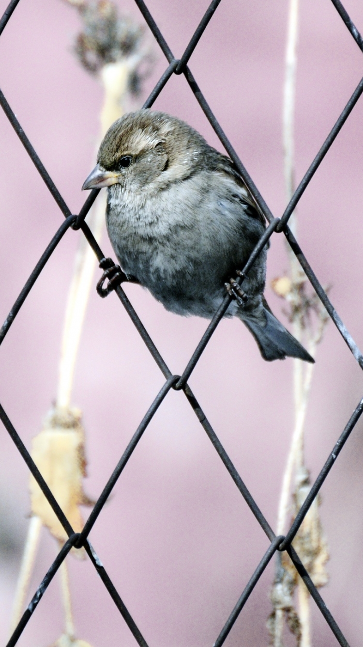 無料モバイル壁紙動物, 鳥をダウンロードします。