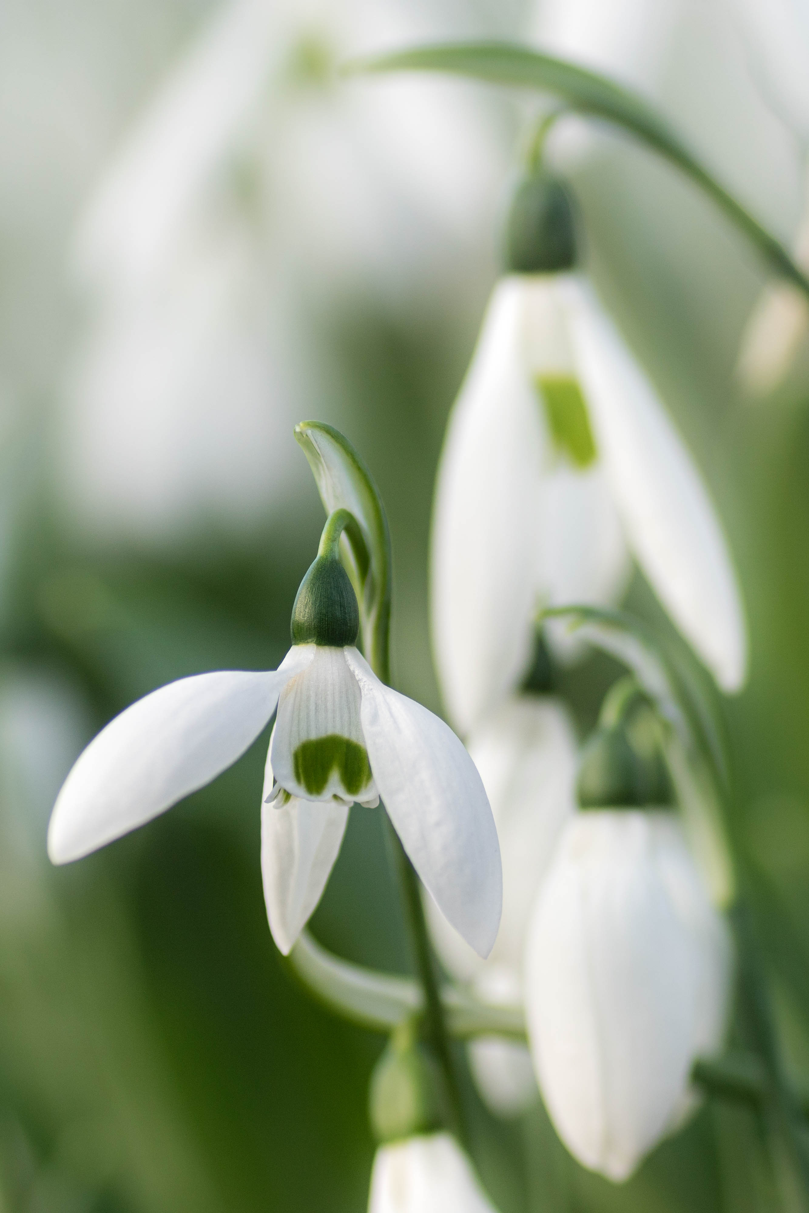 Snowdrops iPhone Background