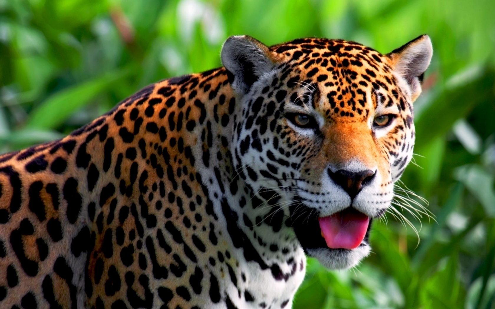 40037 baixar imagens animais, leopards - papéis de parede e protetores de tela gratuitamente