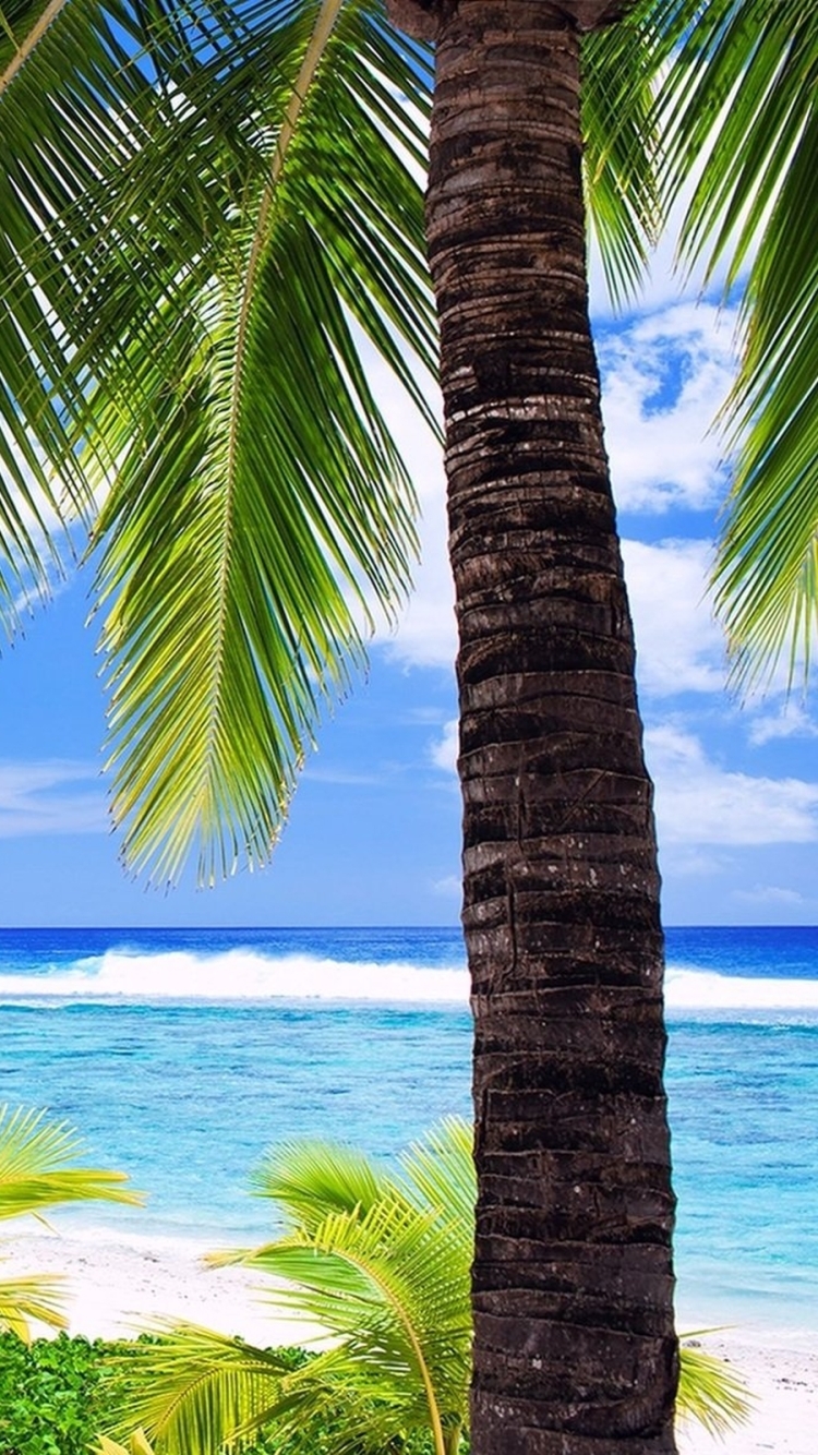 Скачать картинку Пляж, Пальмы, Пальма, Тропический, Земля/природа в телефон бесплатно.
