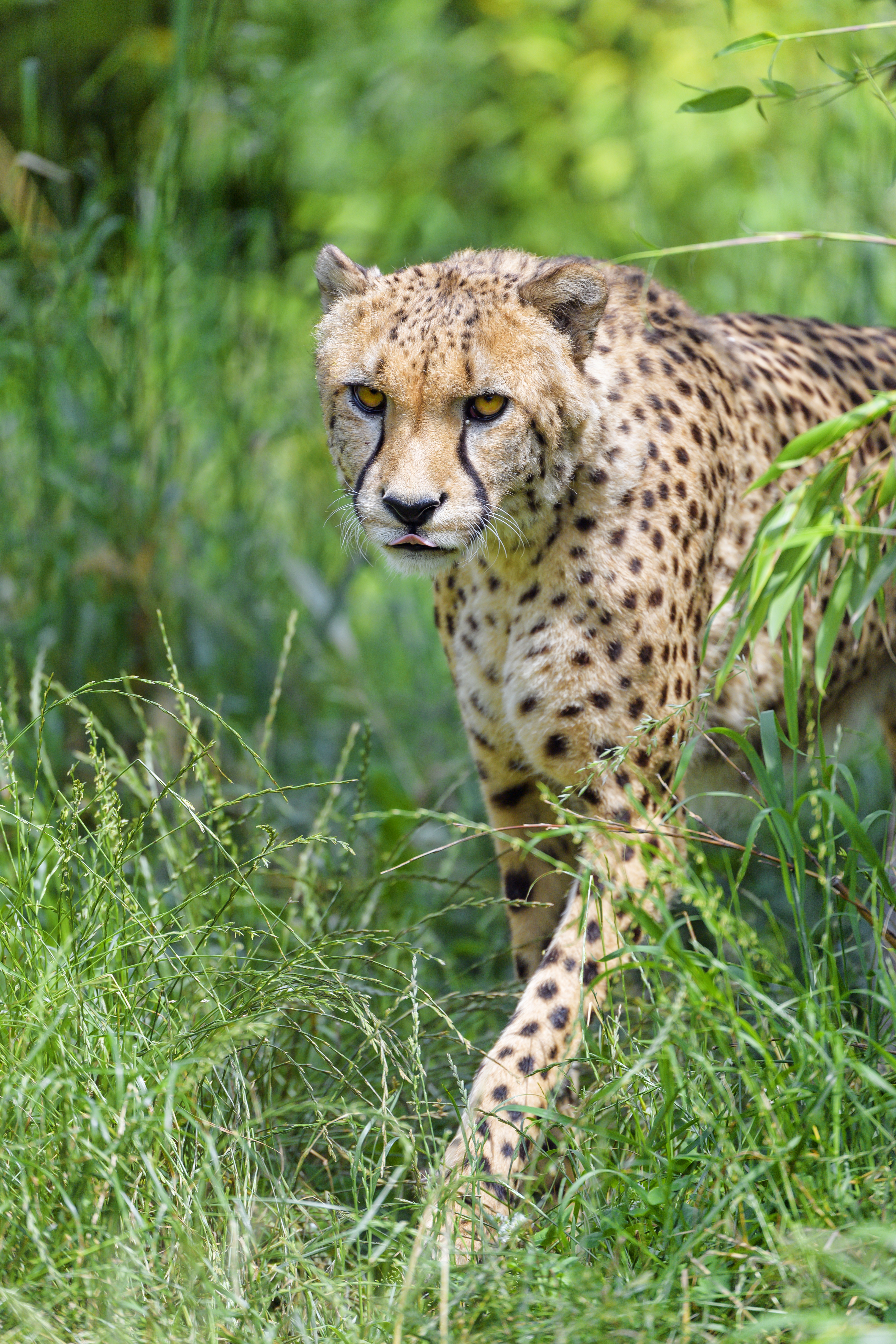 cheetah, animals, predator, big cat, protruding tongue, tongue stuck out 4K Ultra