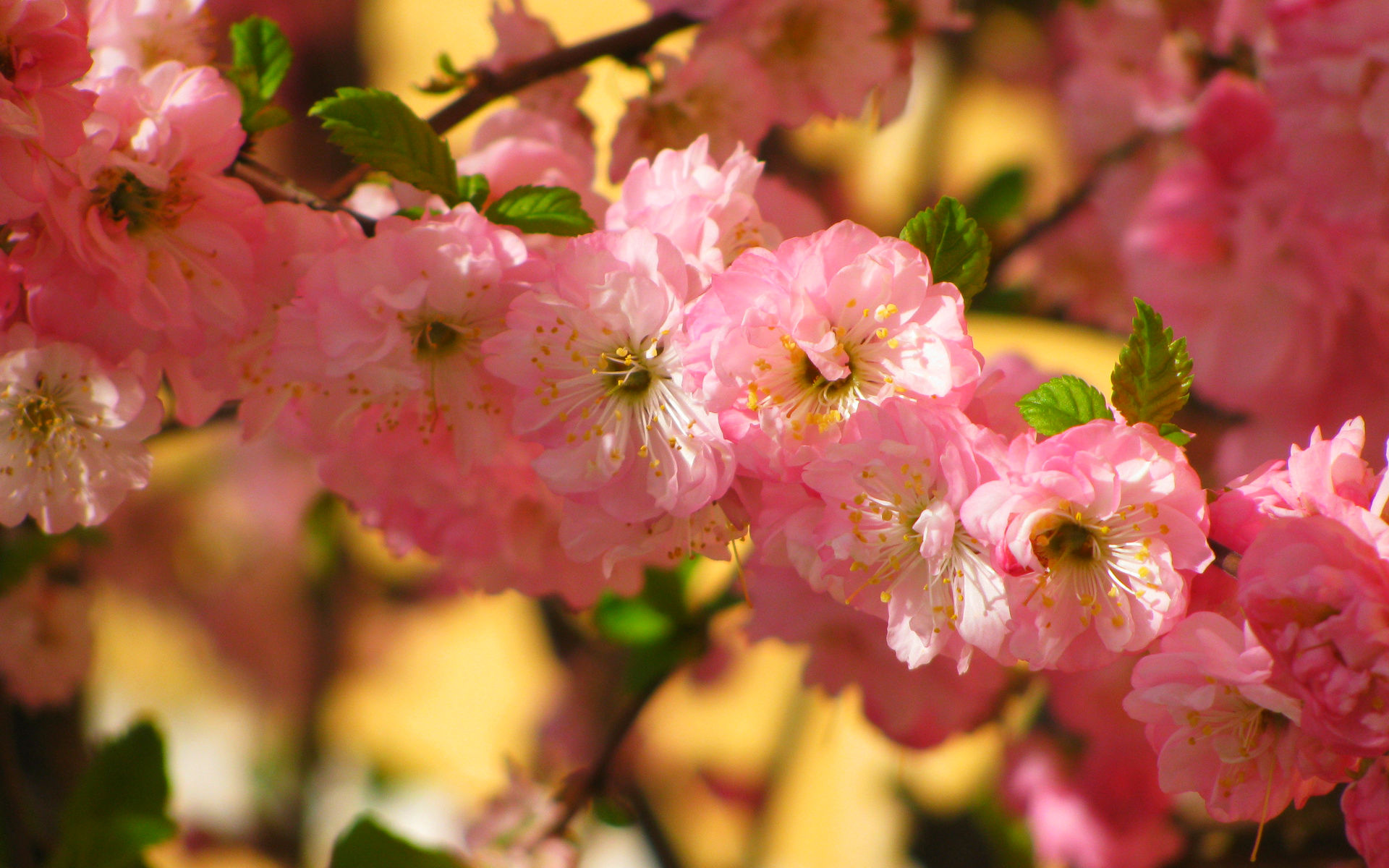 Free download wallpaper Flowers, Earth, Blossom on your PC desktop