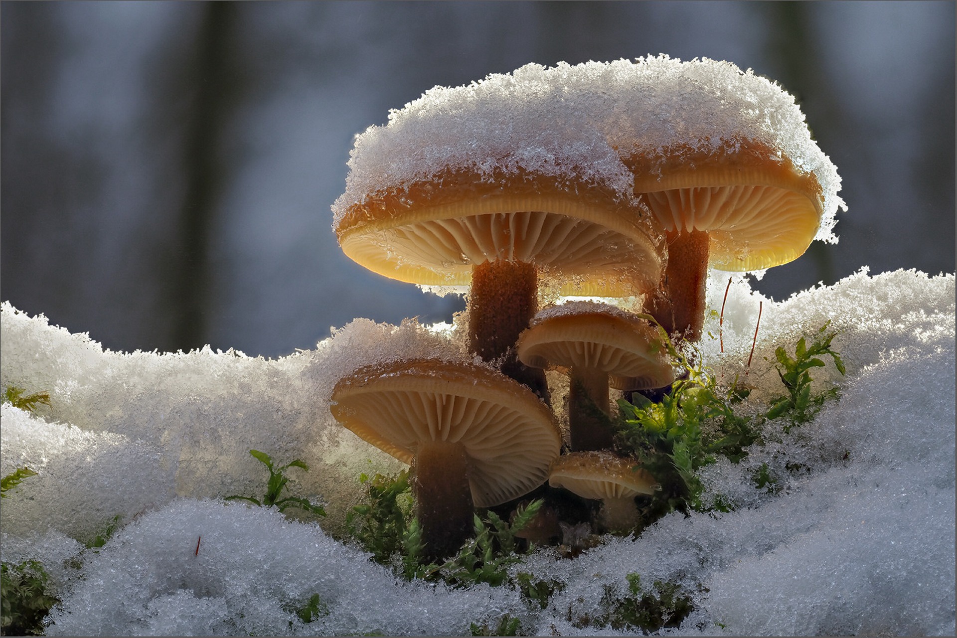 Download mobile wallpaper Winter, Nature, Snow, Close Up, Earth, Mushroom for free.