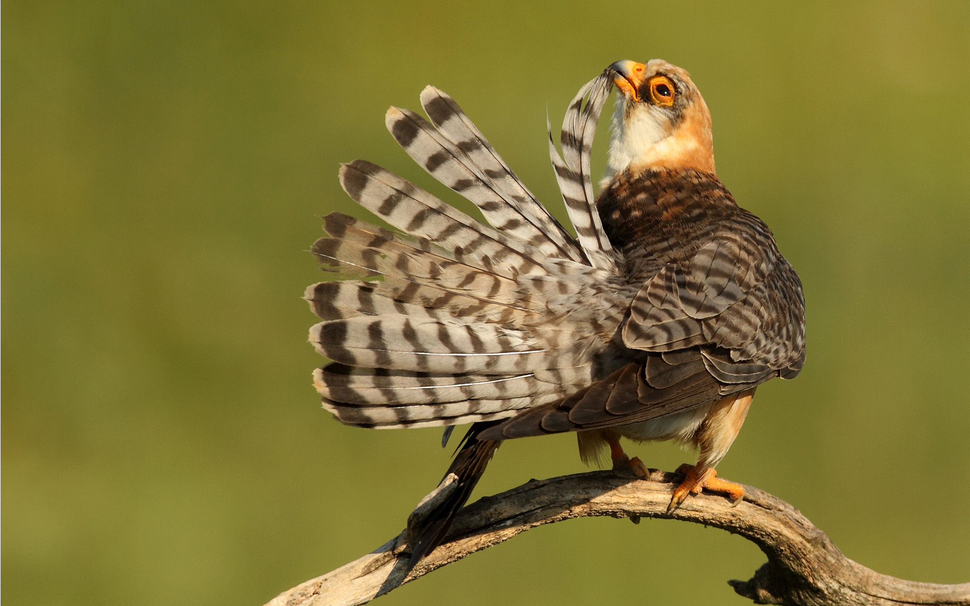 Baixar papel de parede para celular de Pássaro, Aves, Animais gratuito.