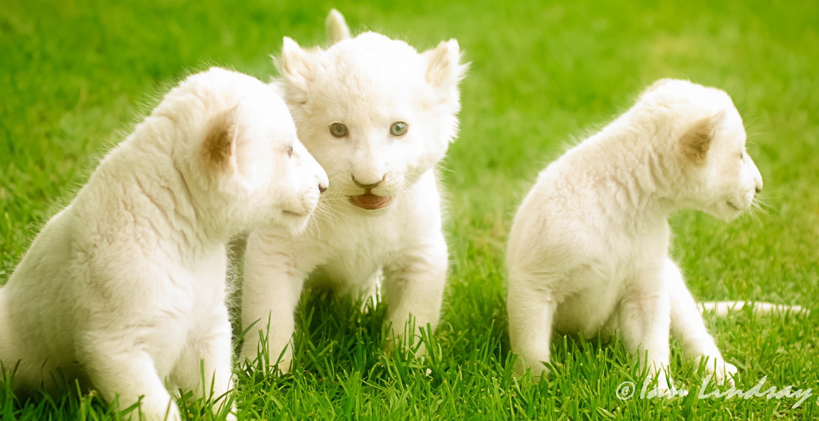 578972 télécharger le fond d'écran lion blanc, animaux - économiseurs d'écran et images gratuitement