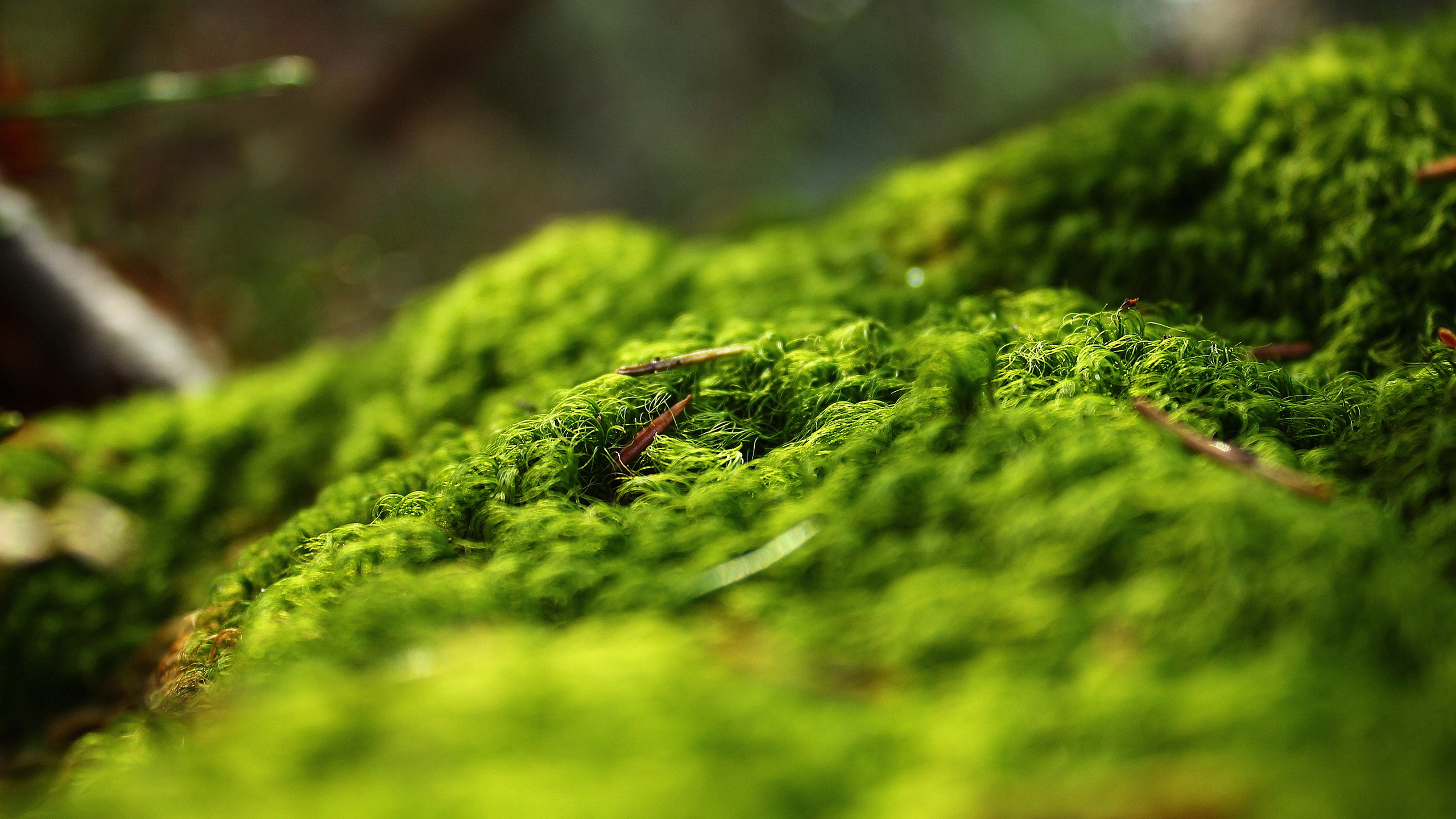 Download mobile wallpaper Earth, Moss, Spring for free.