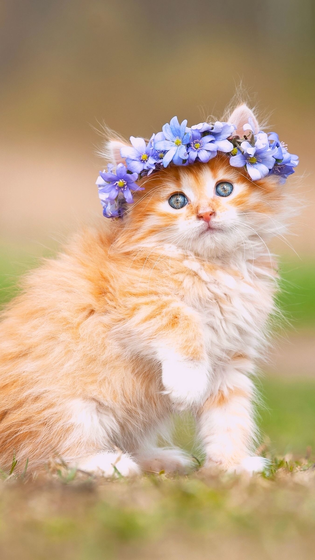 無料モバイル壁紙動物, 花, ネコ, 猫, 子猫, 花輪, 青い目をダウンロードします。