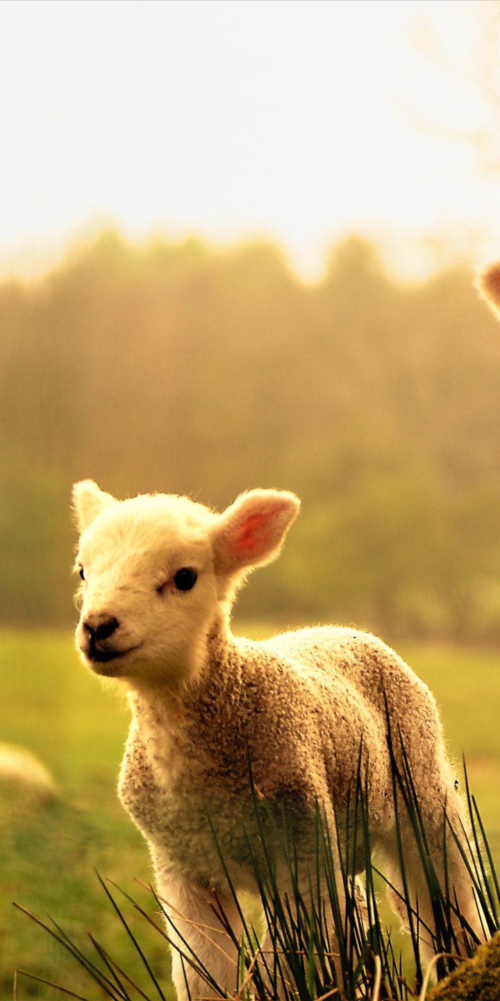 Download mobile wallpaper Animal, Sheep, Cute, Lamb, Baby Animal for free.
