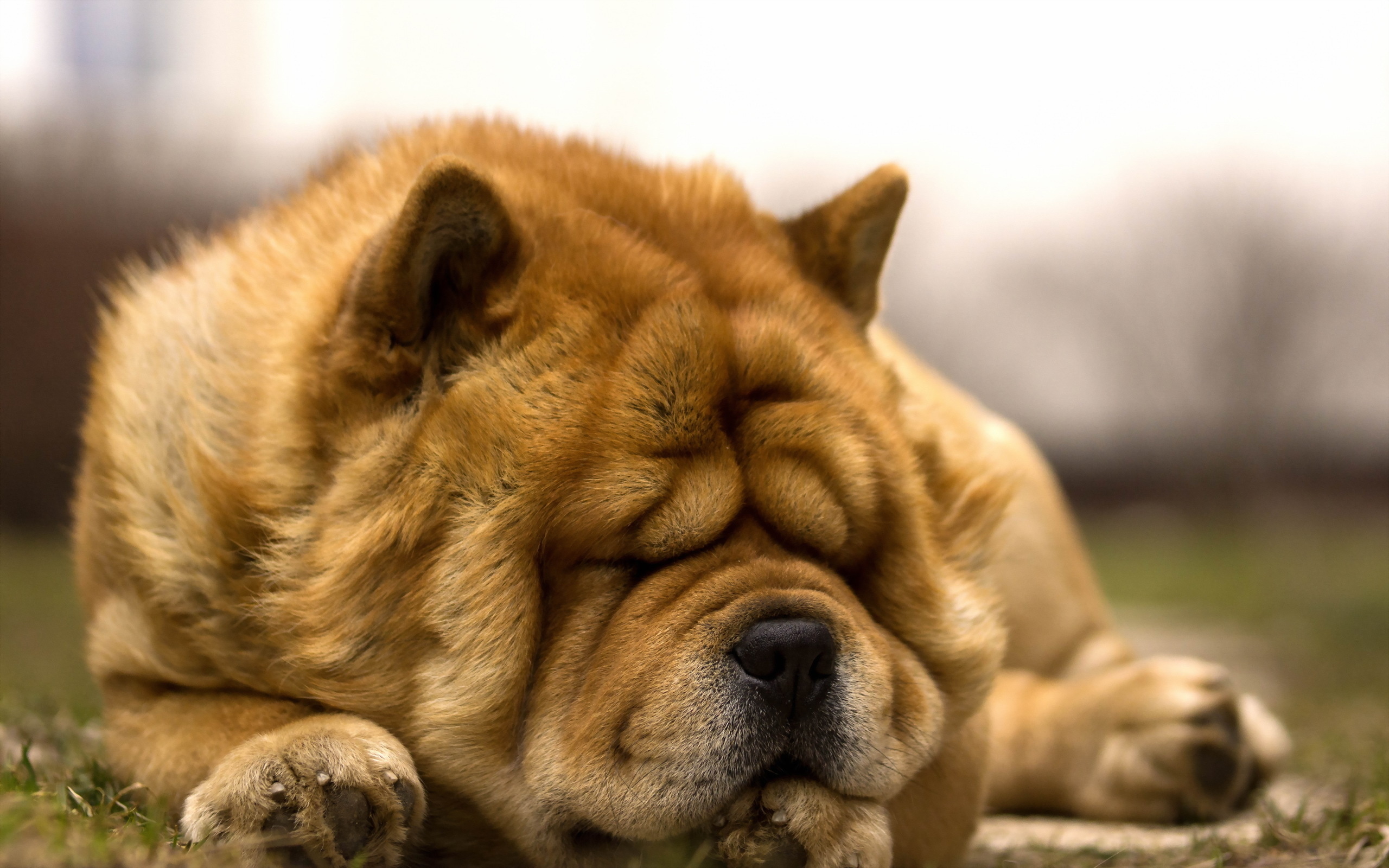 Téléchargez des papiers peints mobile Chiens, Chien, Animaux gratuitement.