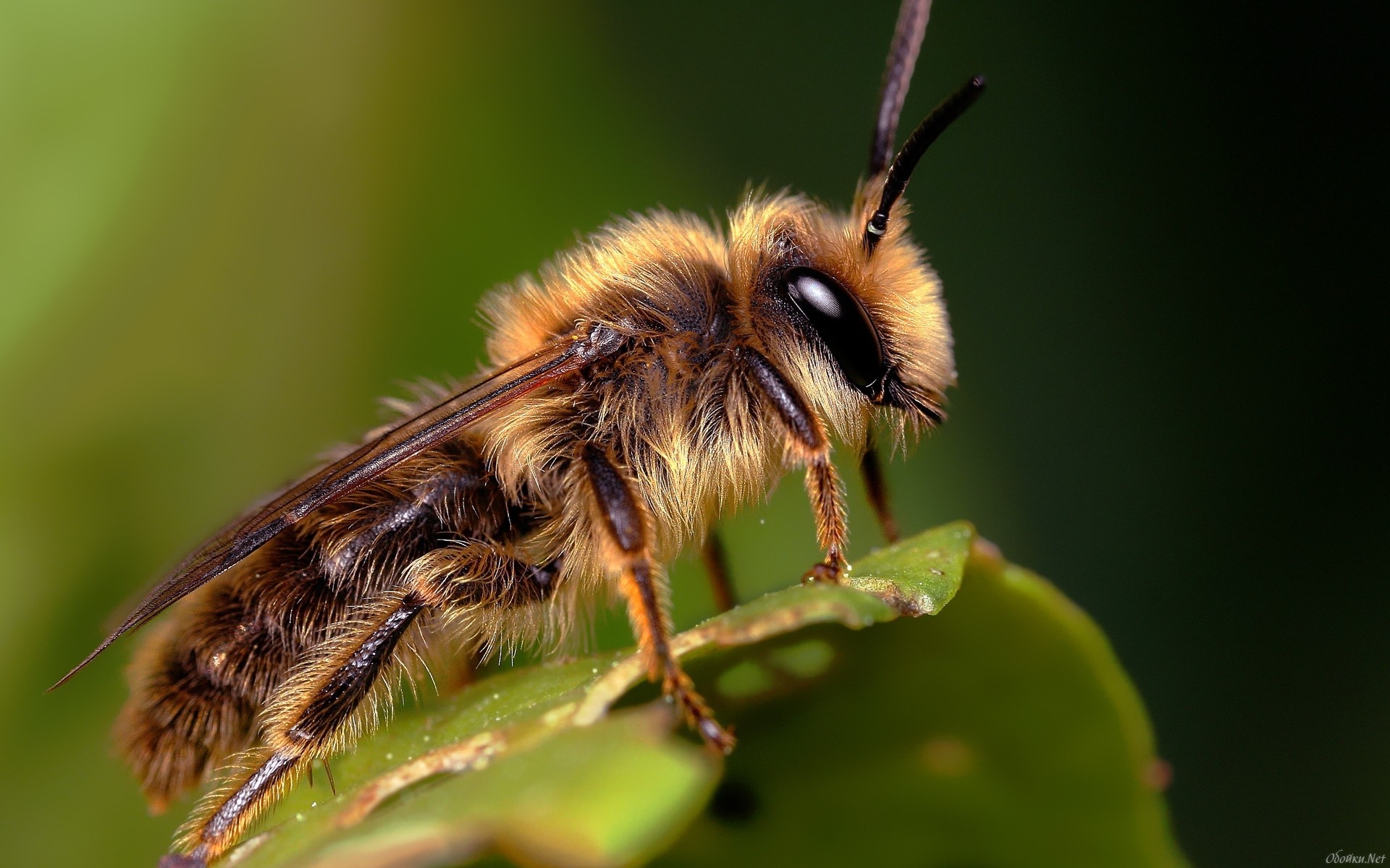 276658 baixar papel de parede animais, abelha, insetos - protetores de tela e imagens gratuitamente