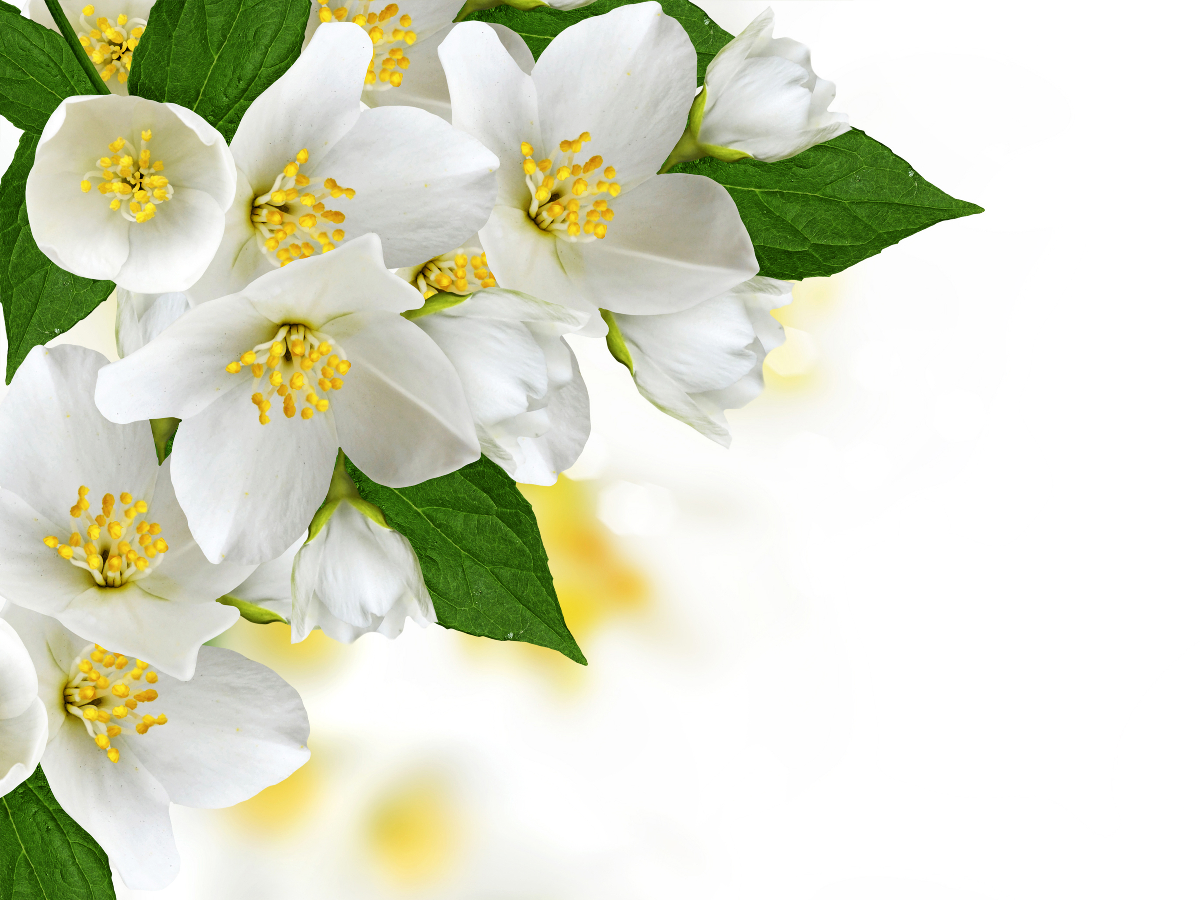 378444 descargar fondo de pantalla tierra/naturaleza, florecer, flor de manzana, flor, flor blanca, flores: protectores de pantalla e imágenes gratis