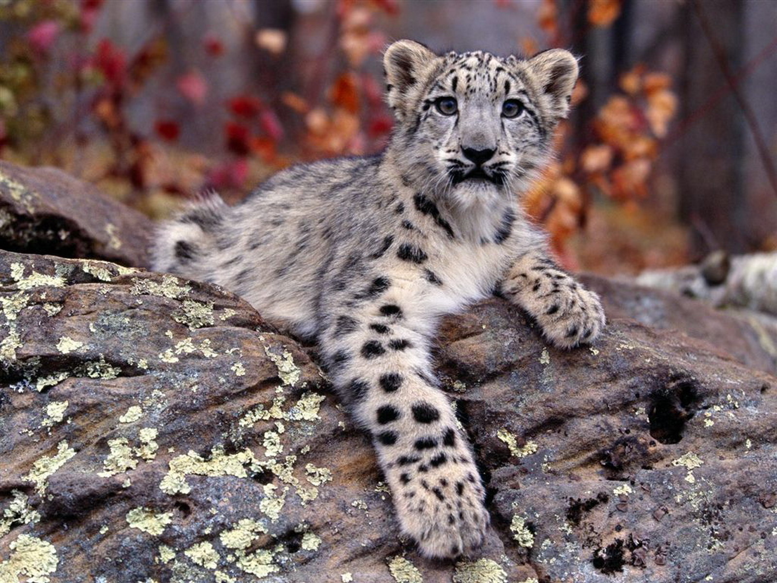 Baixe gratuitamente a imagem Animais, Snow Leopard na área de trabalho do seu PC