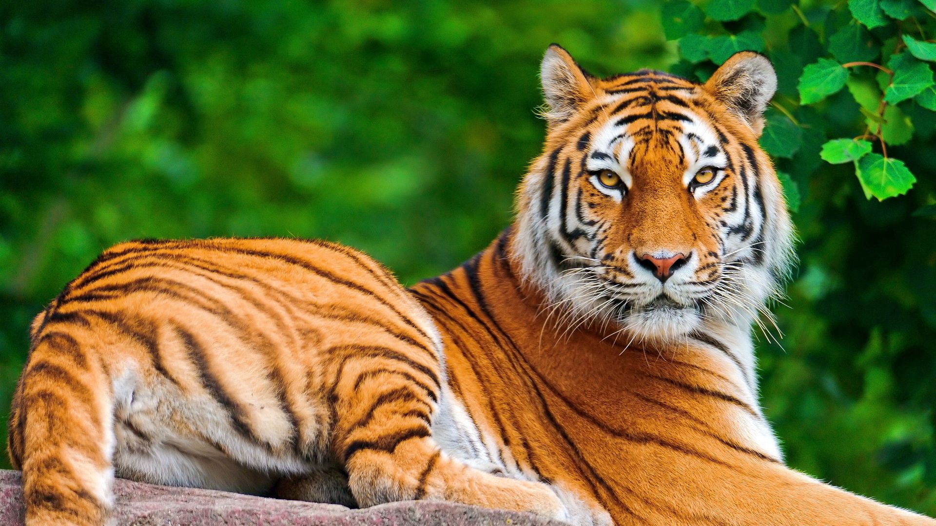 Download mobile wallpaper Opinion, Animals, Sight, Predator, Big Cat, Tiger for free.