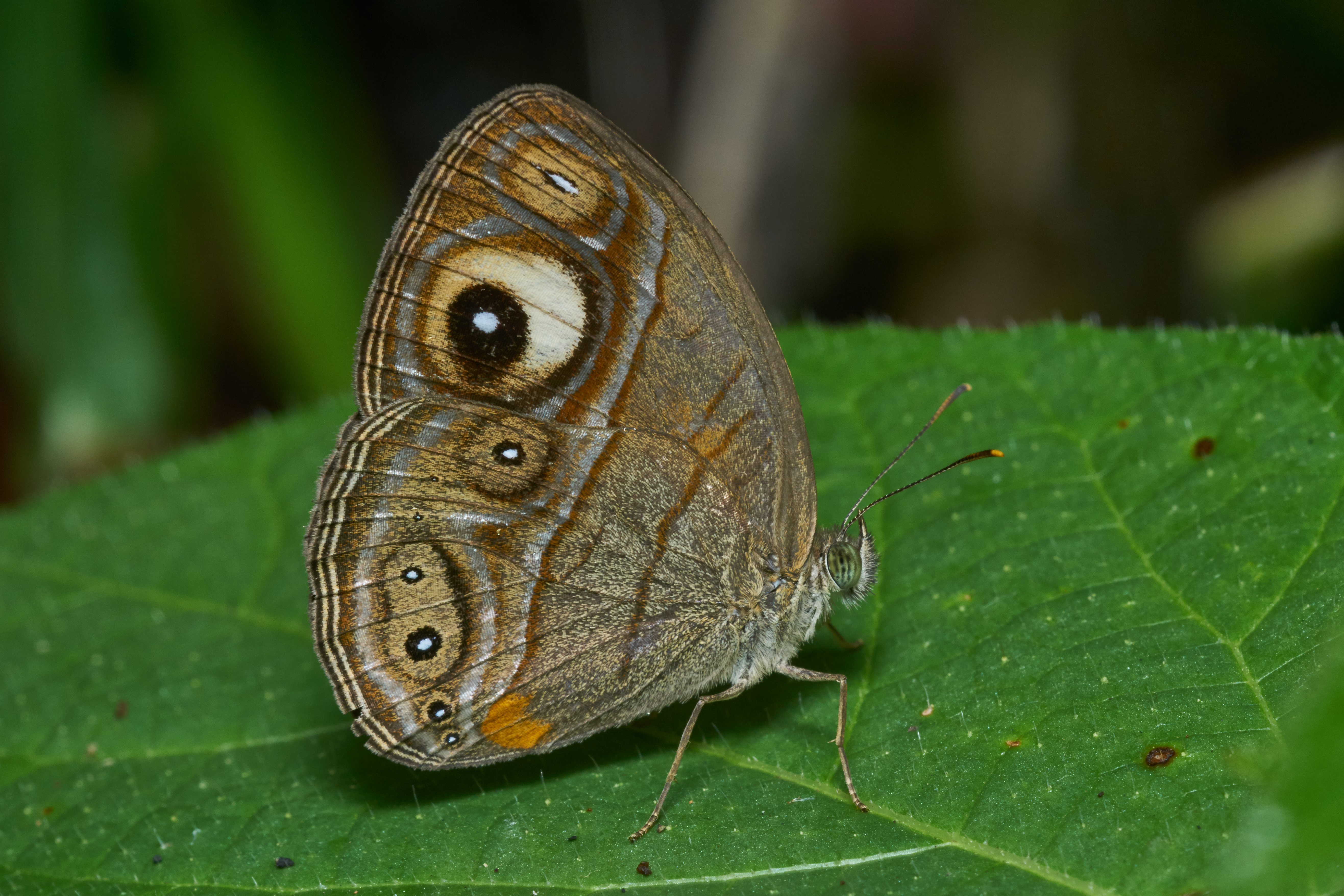 Melhores papéis de parede de Malabar Glad Eye Bushbrown para tela do telefone