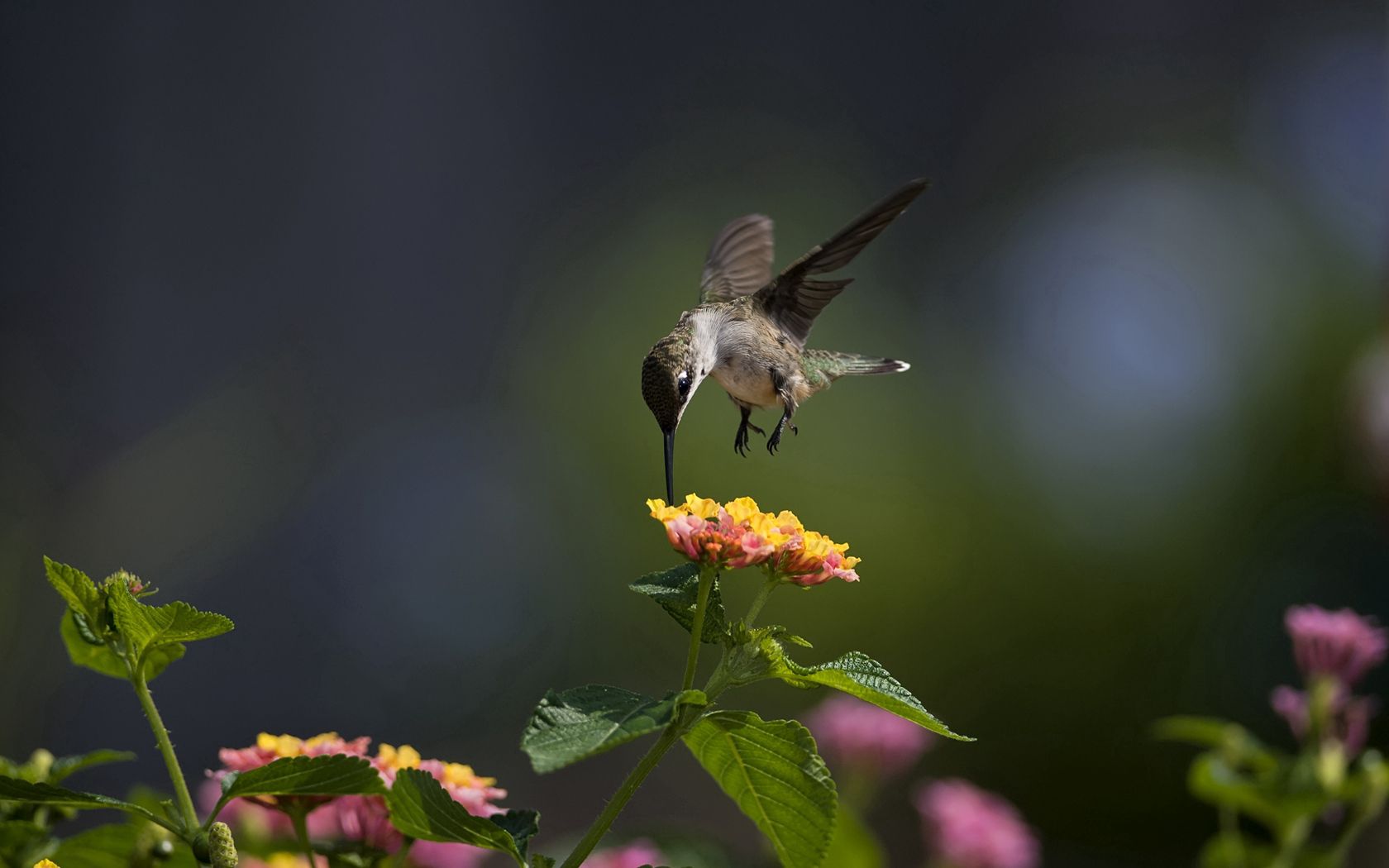 Best Humming Birds mobile Picture