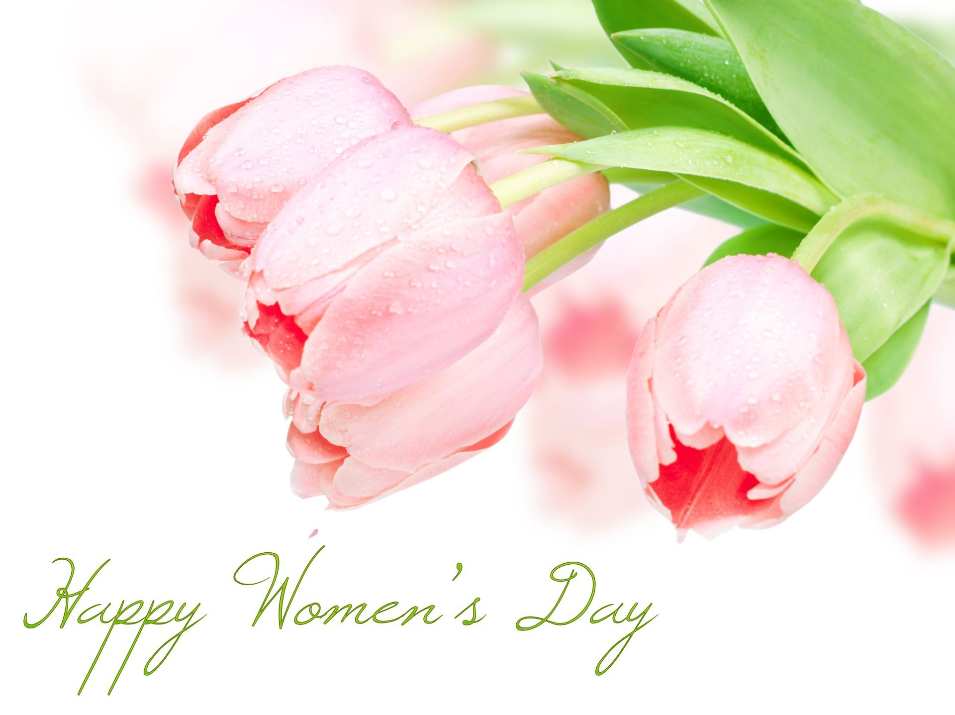 Download mobile wallpaper Flower, Holiday, Tulip, Statement, Women's Day for free.