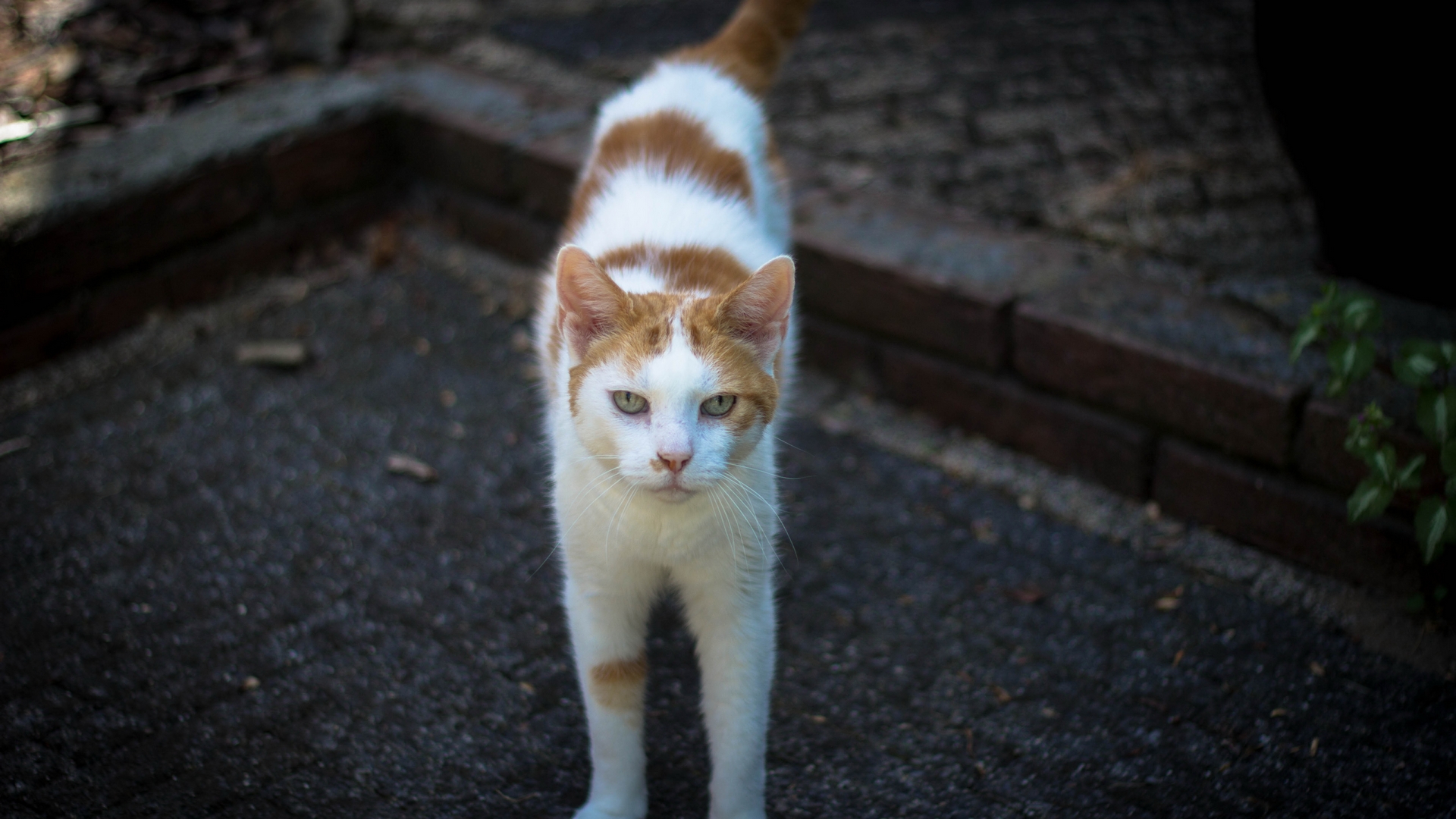 Handy-Wallpaper Tiere, Katzen, Katze kostenlos herunterladen.