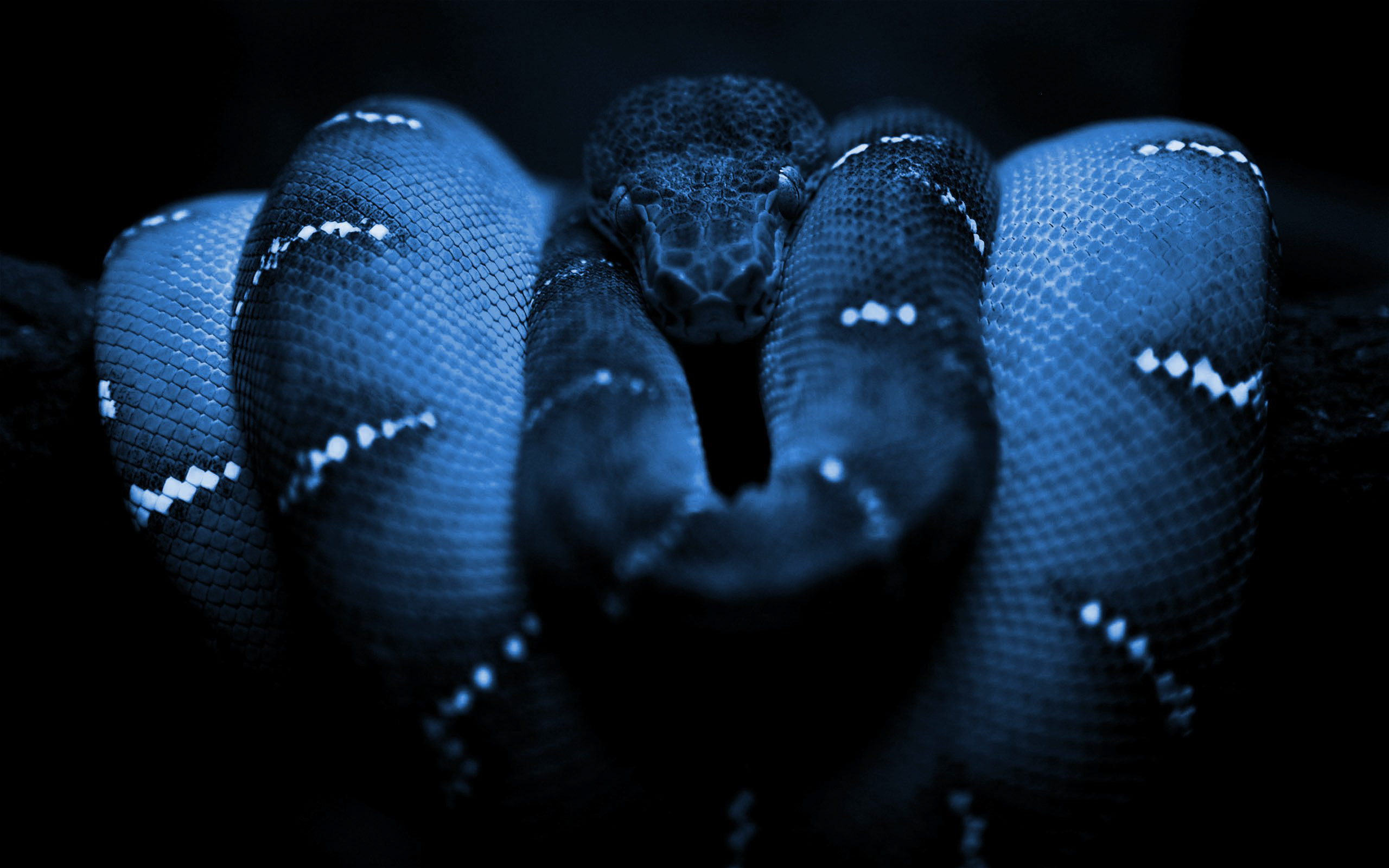 Handy-Wallpaper Python, Reptilien, Tiere kostenlos herunterladen.